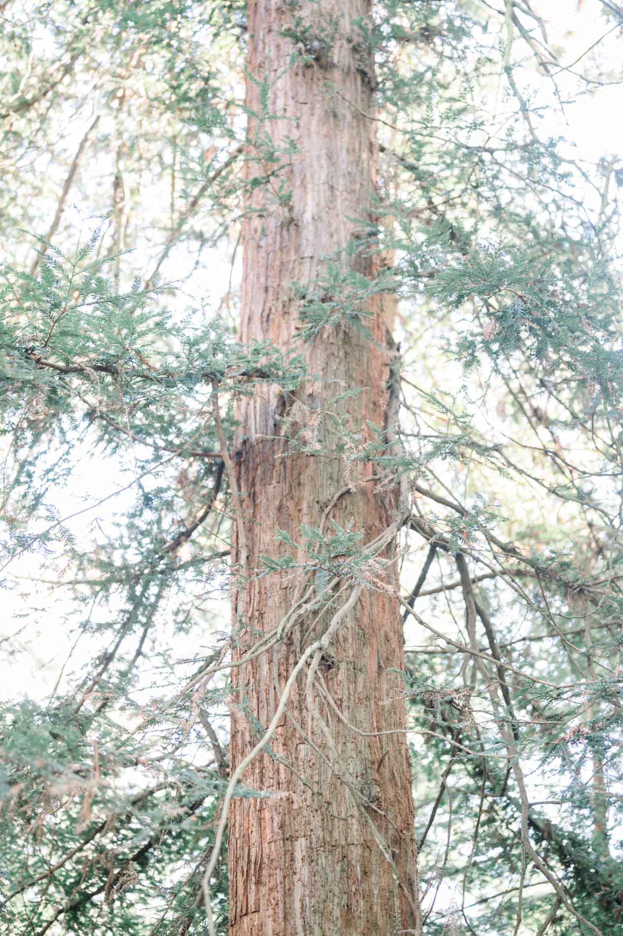 The trunk of a tall redwood in Parc Bordelais seen from below