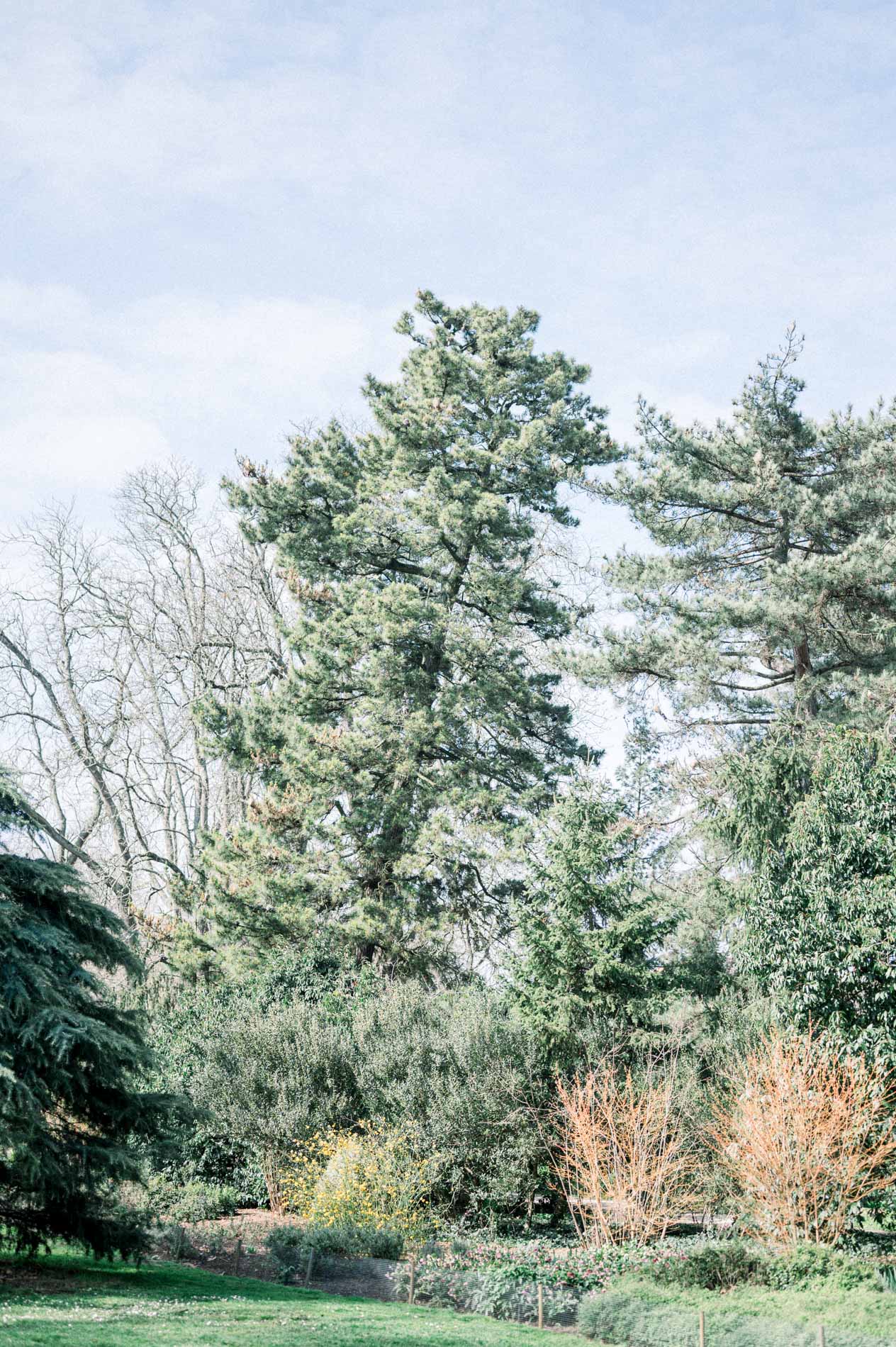 Conifers and shrubs in winter colours under a pale sky in Parc Bordelais
