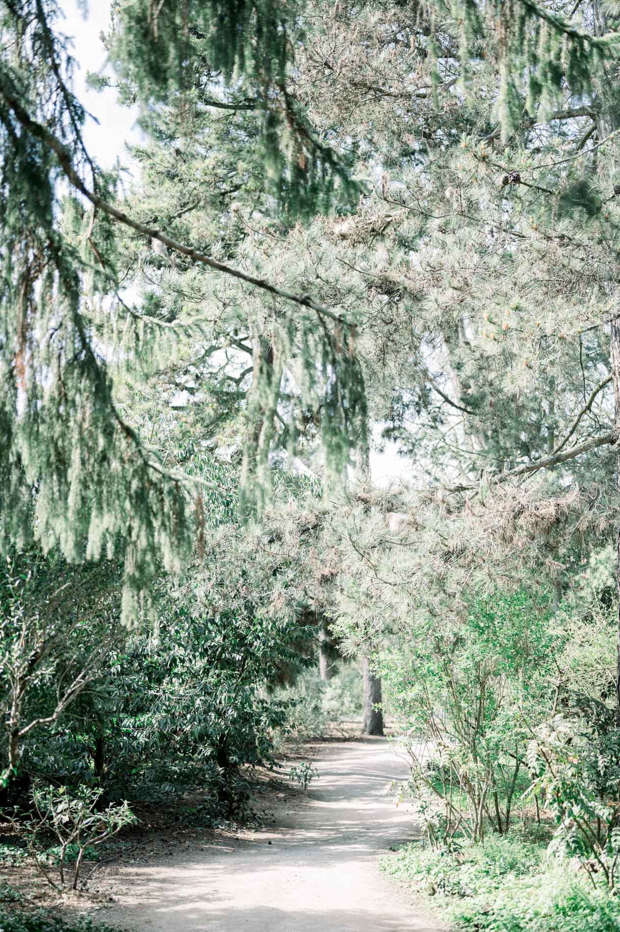 Wooded path lined with tall conifers in Parc Bordelais, Bordeaux