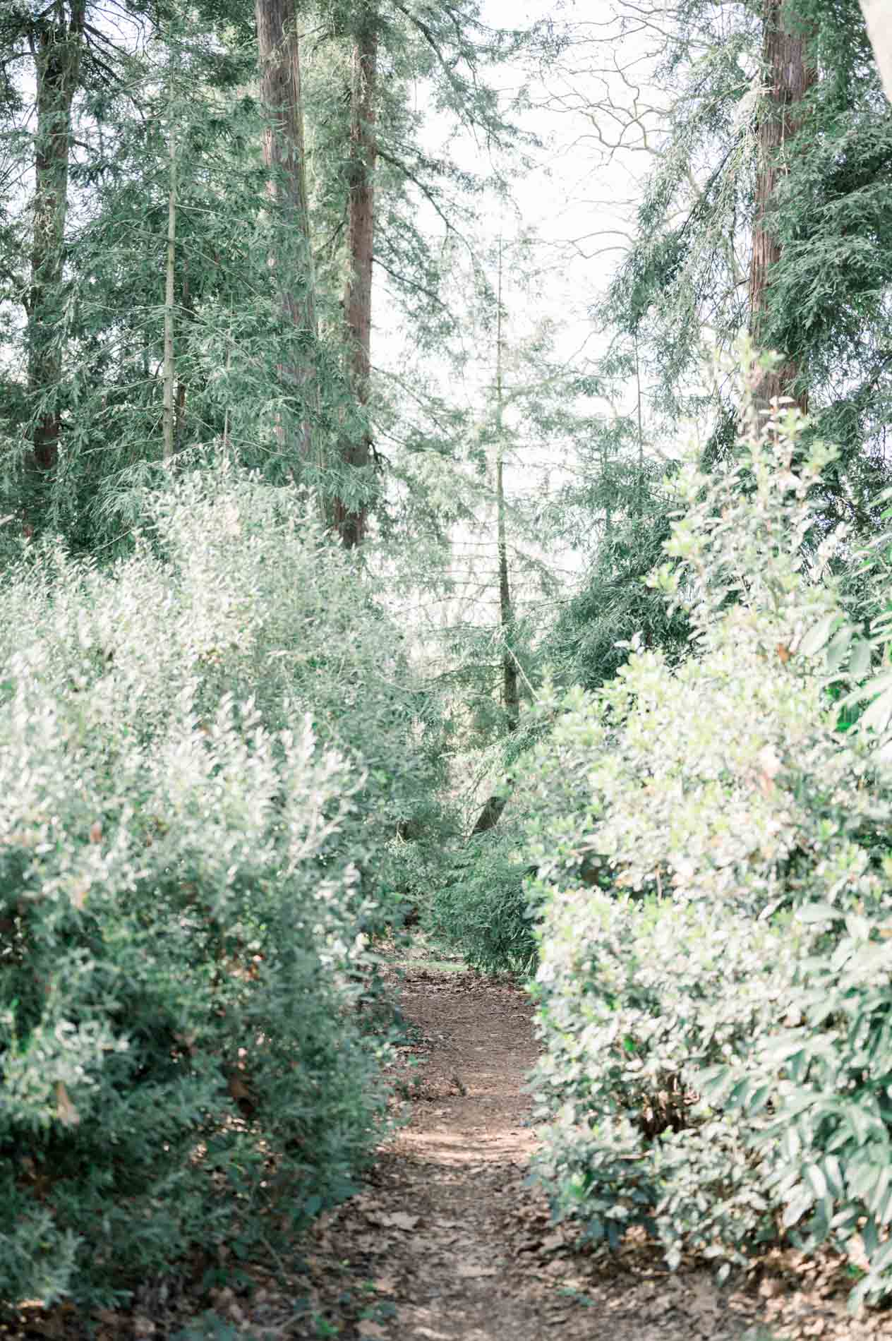 Narrow path between shrubs and pines in Parc Bordelais