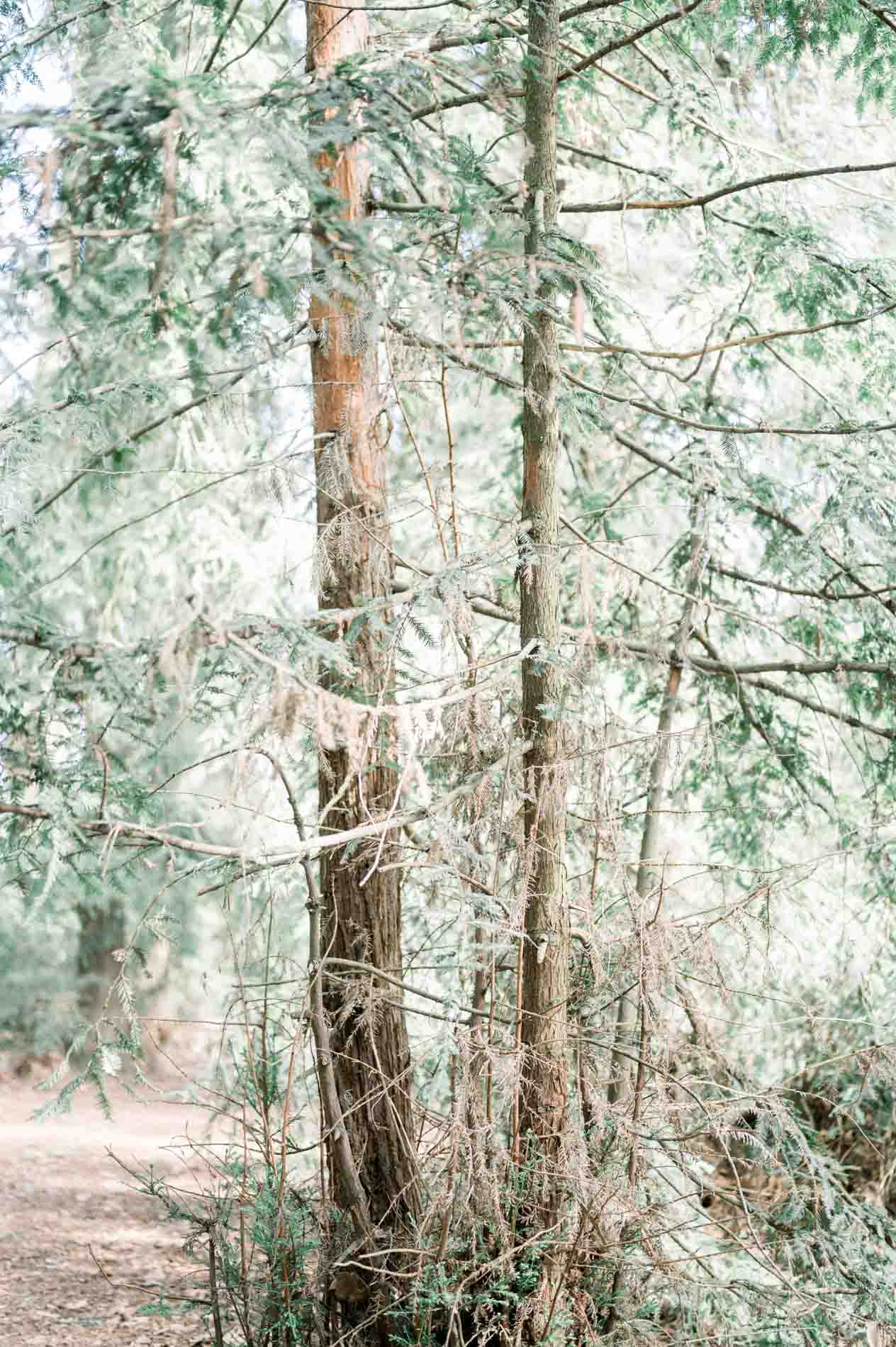 Slender conifer trunks in a light-filled wood in Parc Bordelais