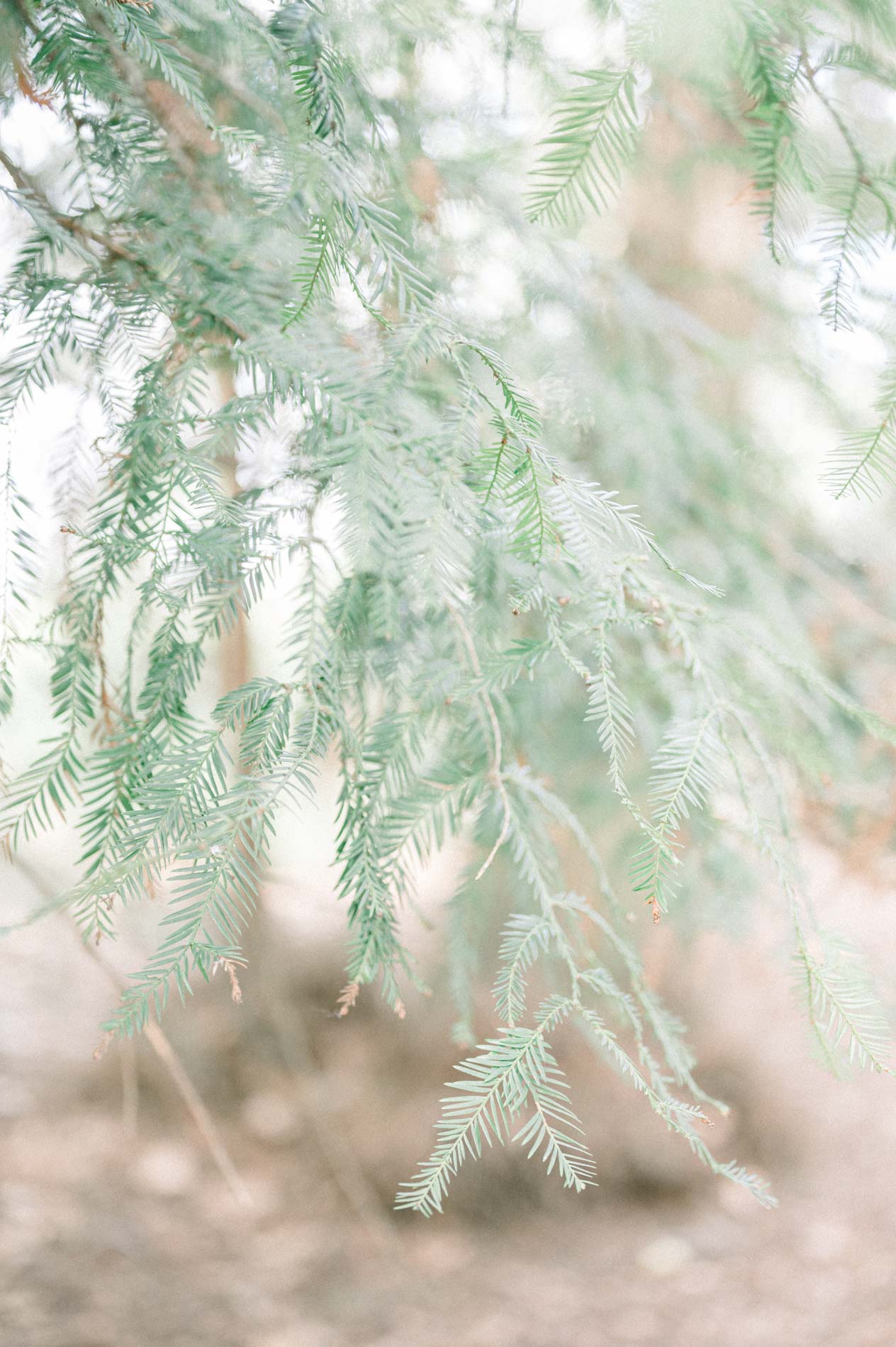 Close-up of conifer branches in soft light