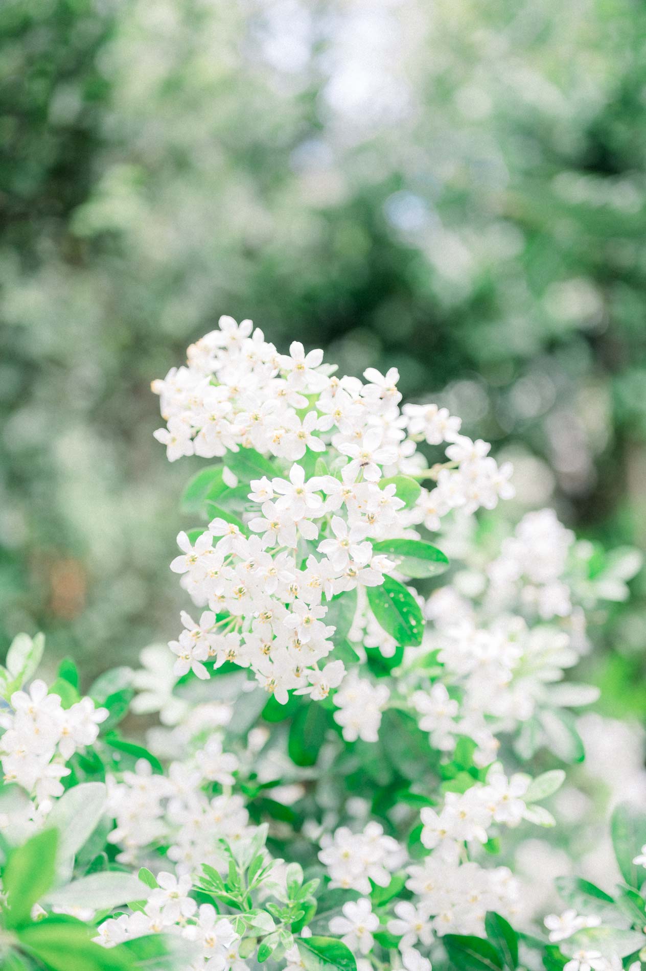 White-flowering shrub in full bloom in the reception garden