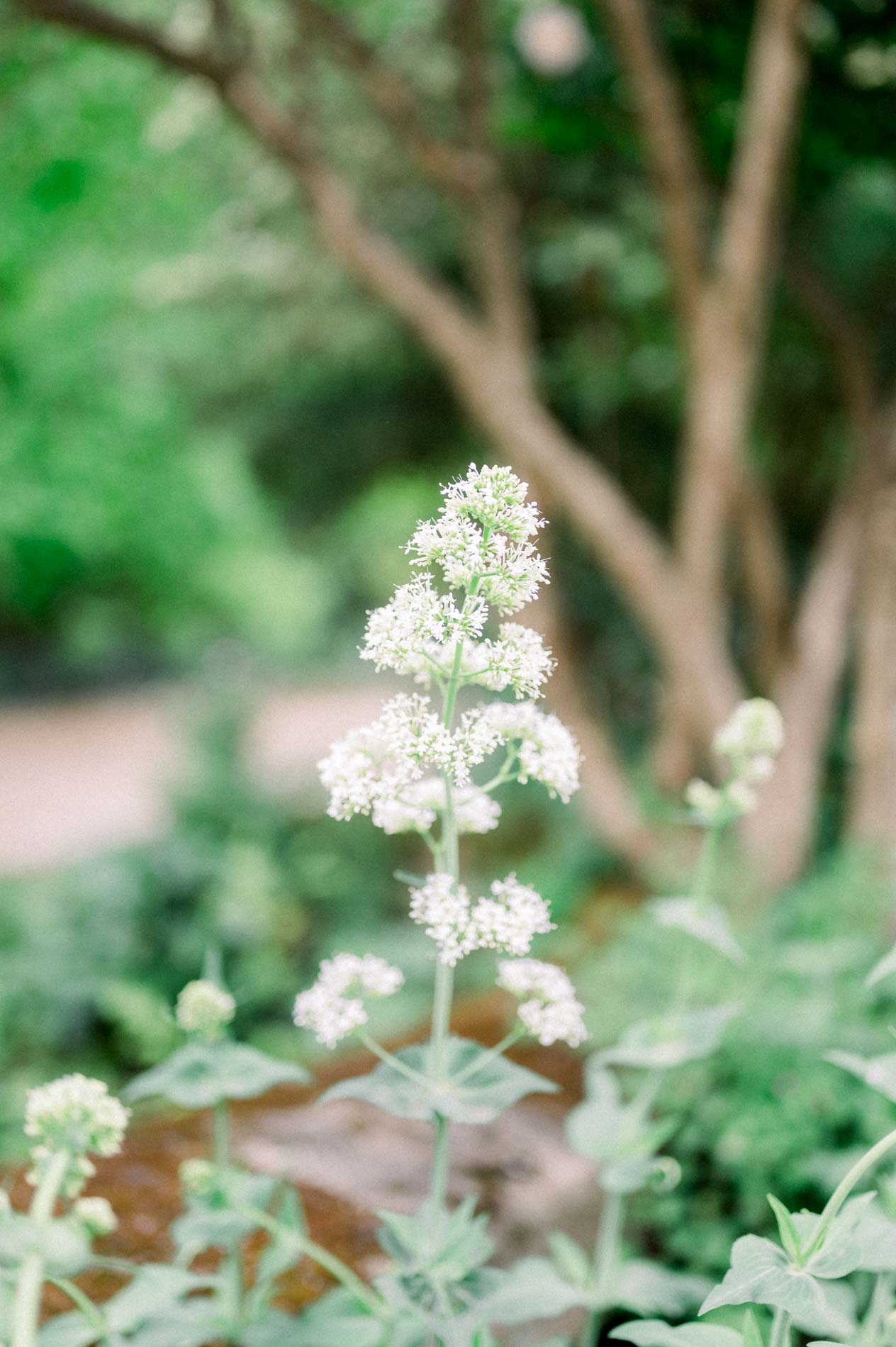 Fleurs blanches de valériane au premier plan dans une allée du jardin