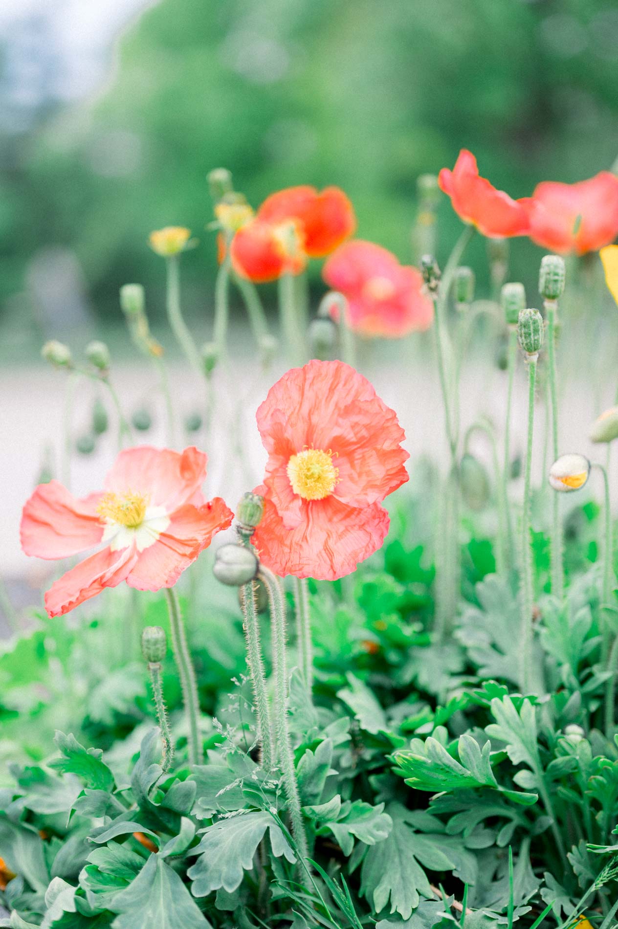Coquelicots orangés en fleurs dans un massif du Jardin Public de Bordeaux