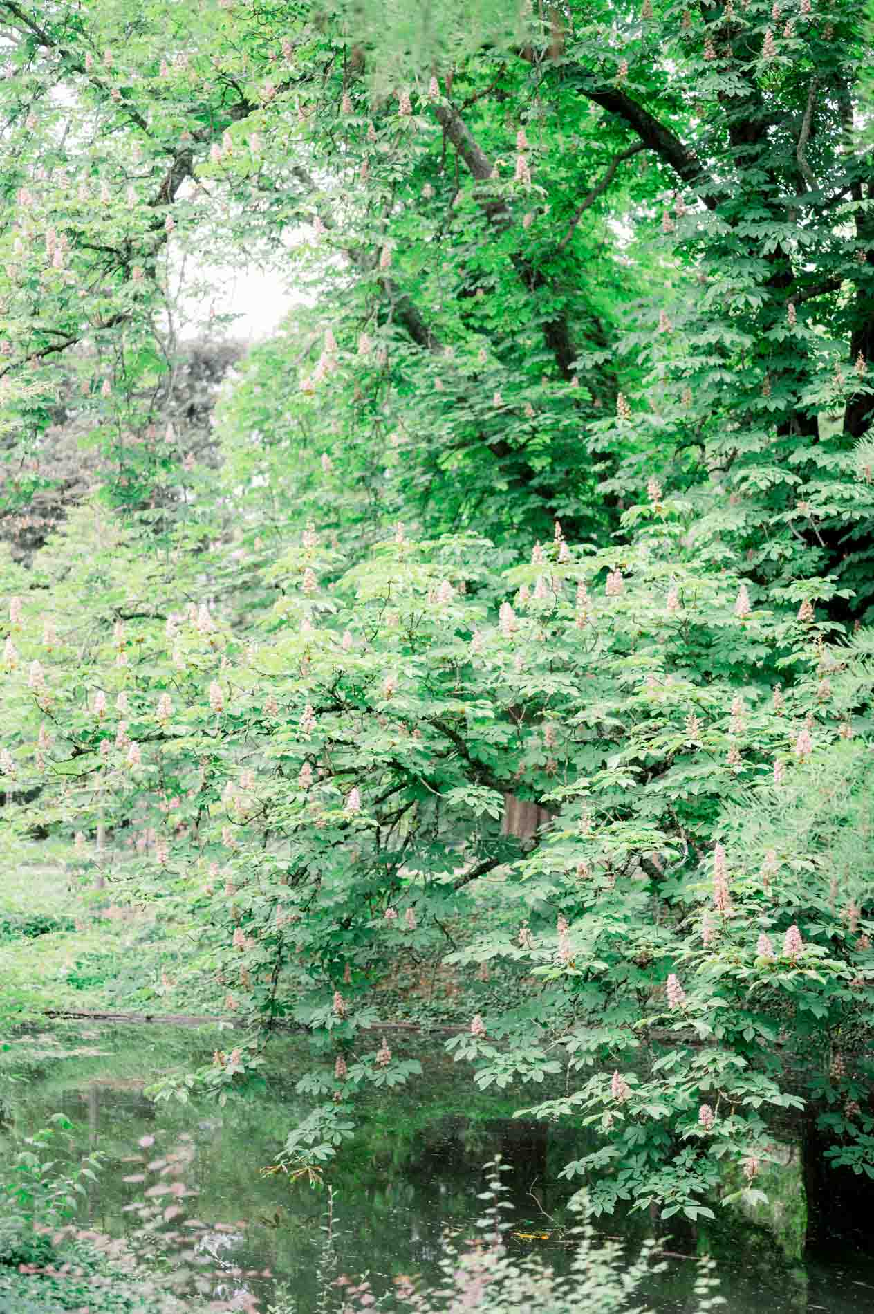 Végétation luxuriante au bord de l'eau dans le Jardin Public de Bordeaux