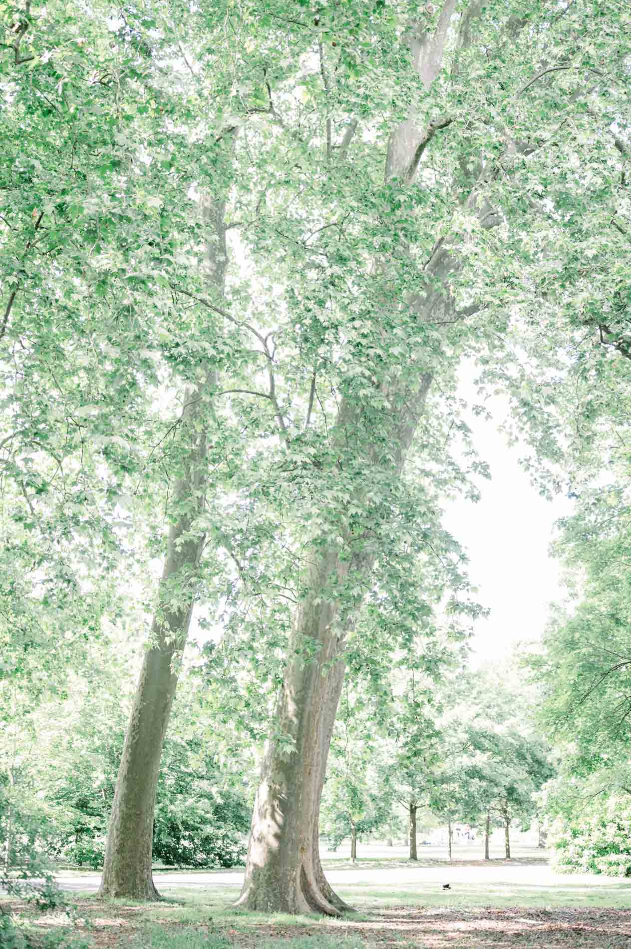Tall trees in Parc Bordelais bathed in soft light