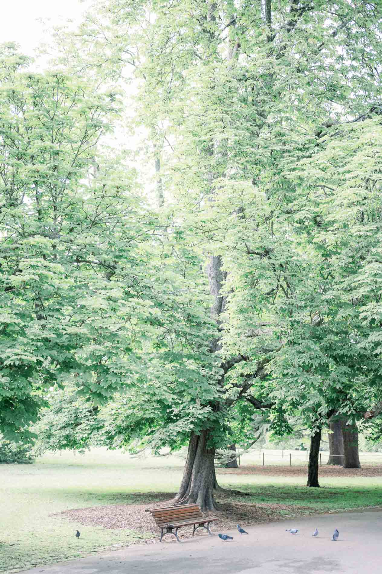 A bench beneath the tall trees along a Parc Bordelais path
