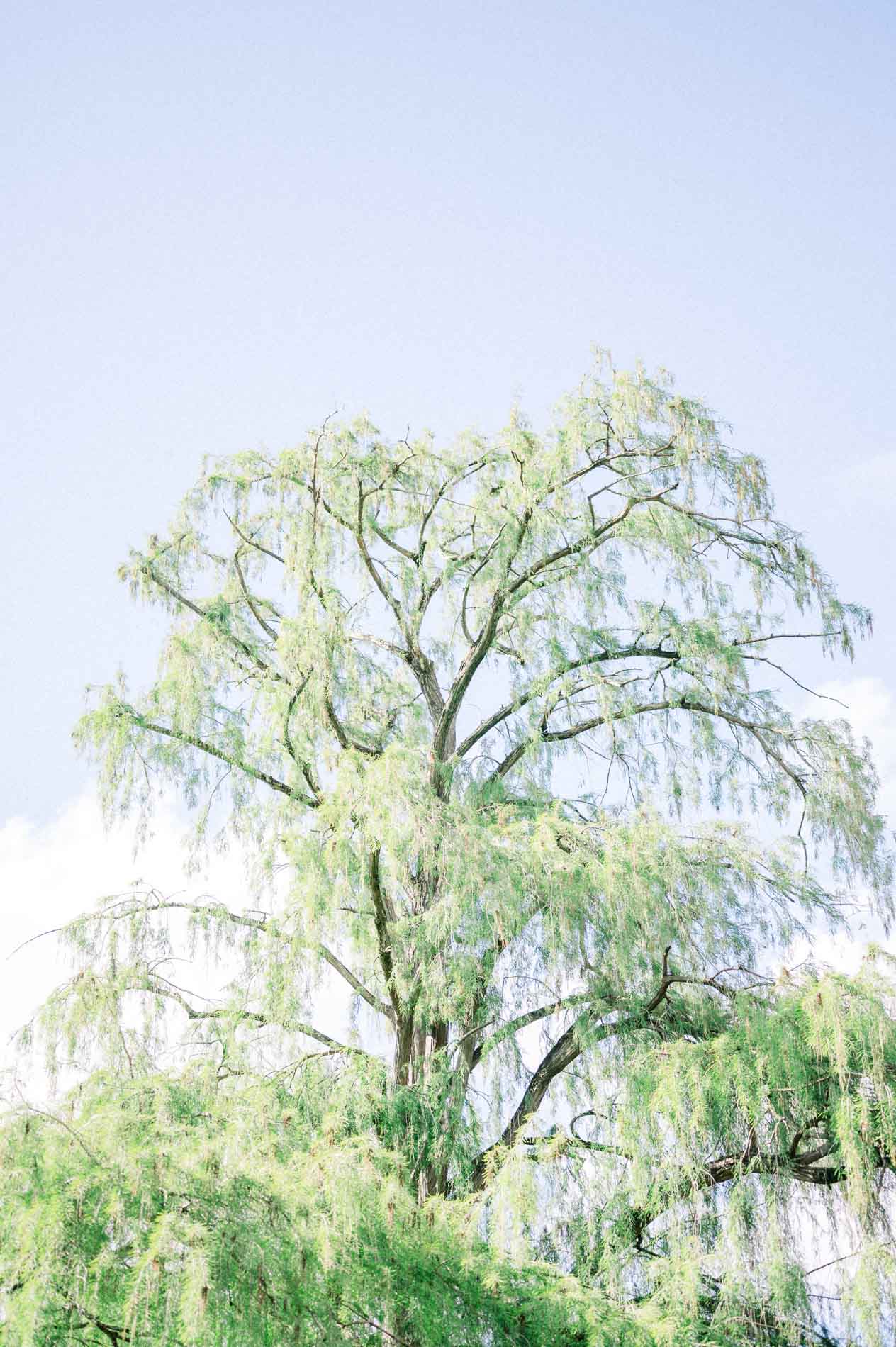 A weeping willow standing out against the blue sky of Parc Bordelais