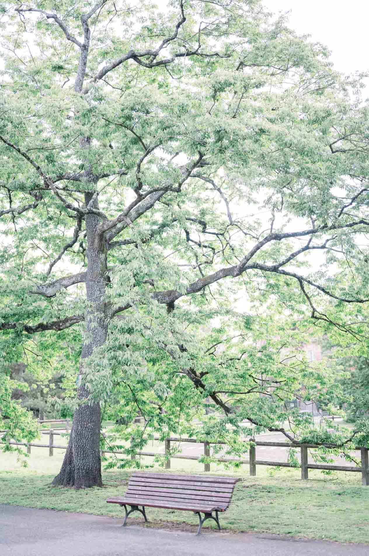 A large oak and a bench beside the park's wooden fence