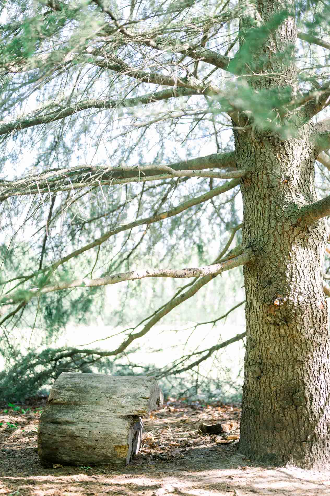 Tall pine and fallen log in the park at Domaine de Pinsan