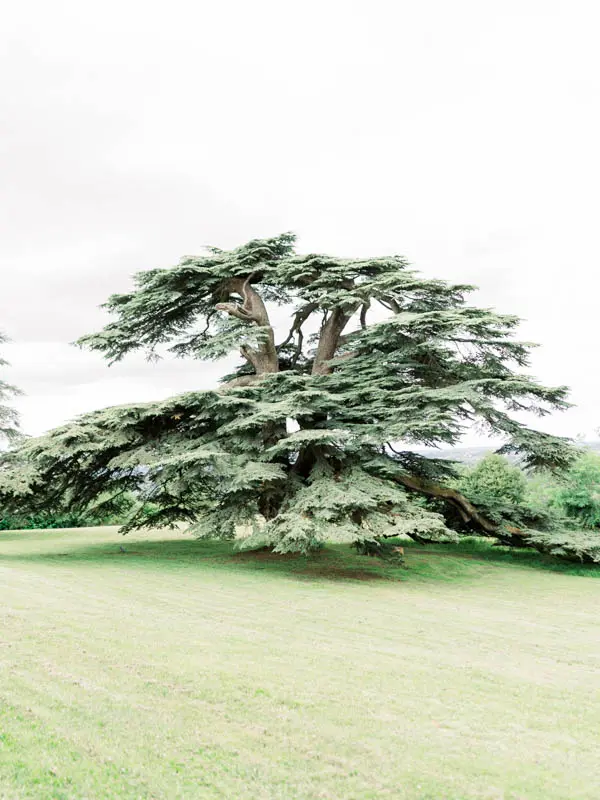 Large cedar of Lebanon on the lawn of the Château Gassies grounds
