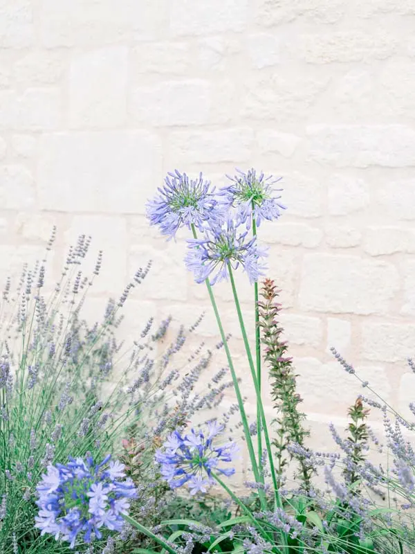 Blue agapanthus and lavender at the foot of a pale stone wall