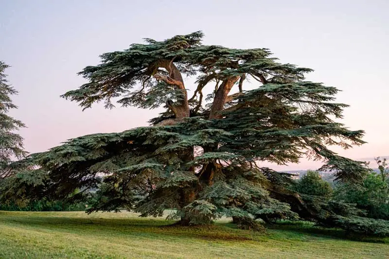The Château Gassies cedar of Lebanon at dusk under a pink sky
