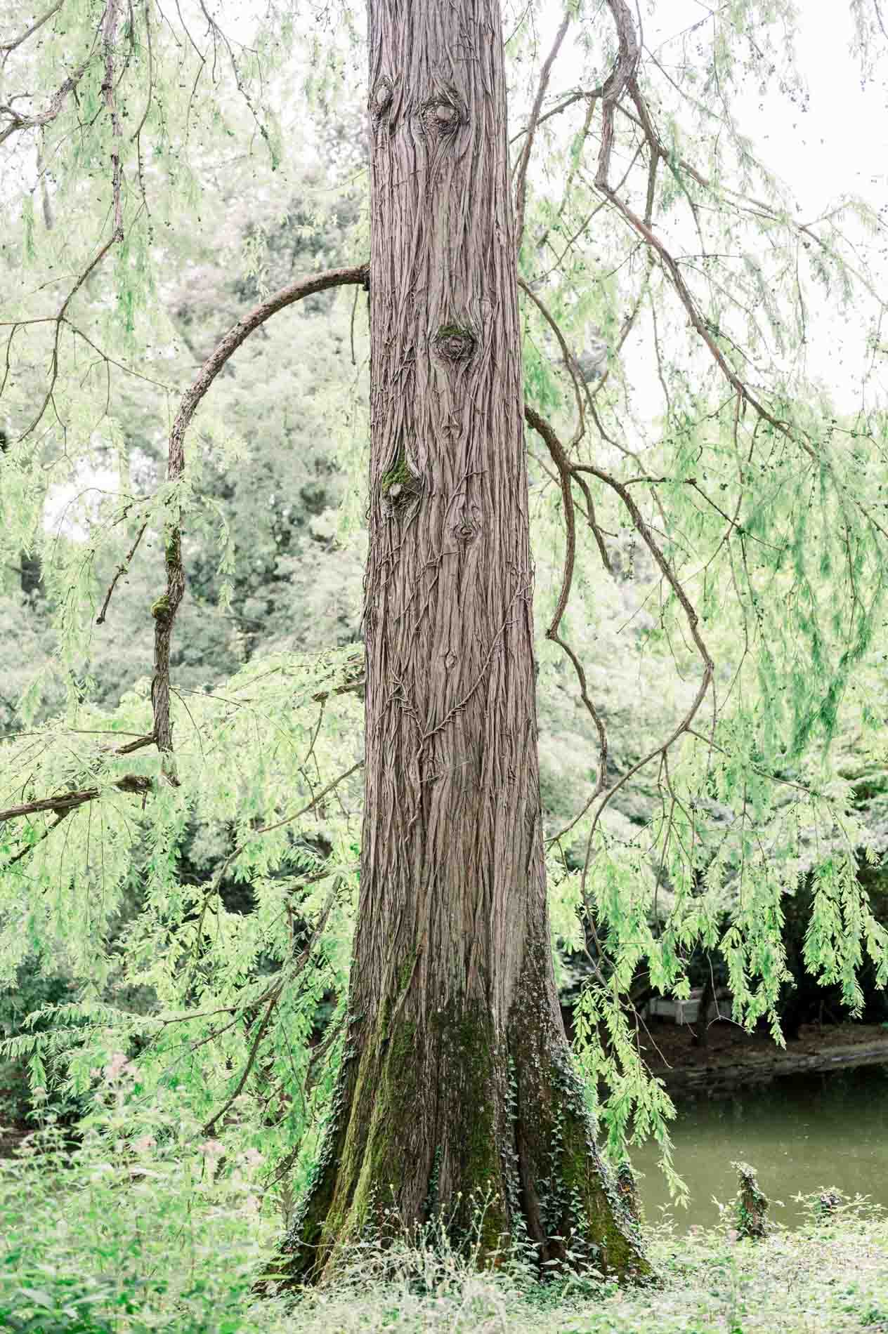 Tall tree trunk by the water in the Jardin Public
