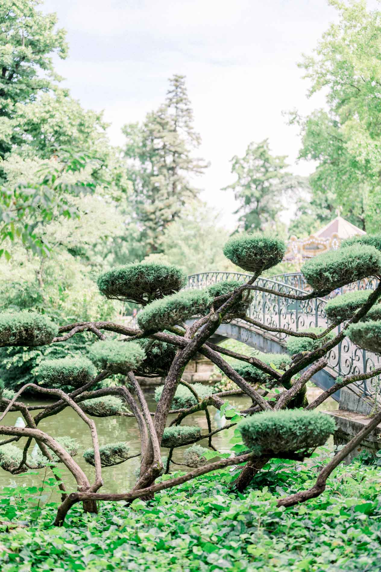 Cloud-pruned pine and wrought-iron footbridge in the Jardin Public