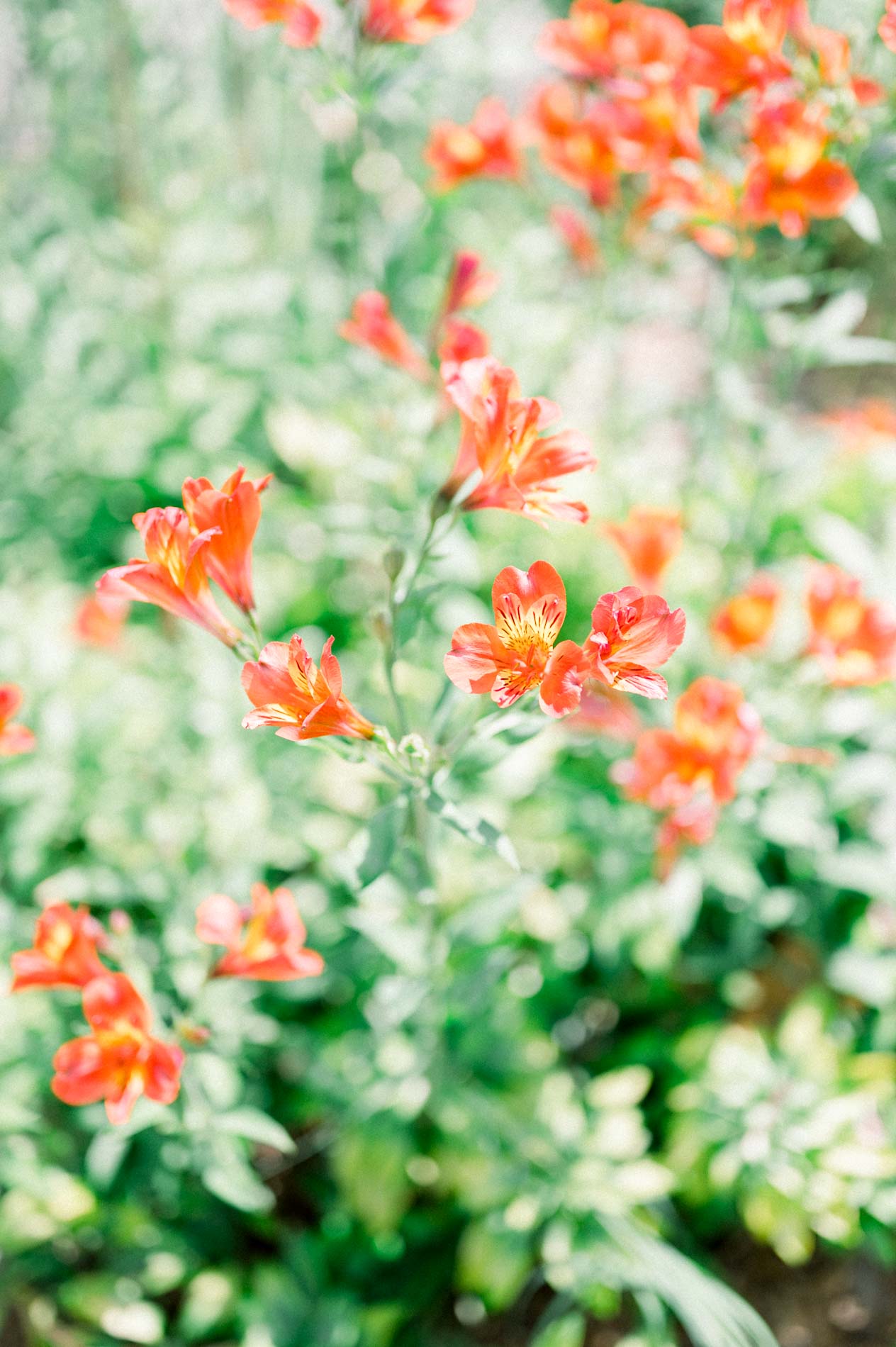 Close-up of bright orange flowers in a bed at the botanical garden