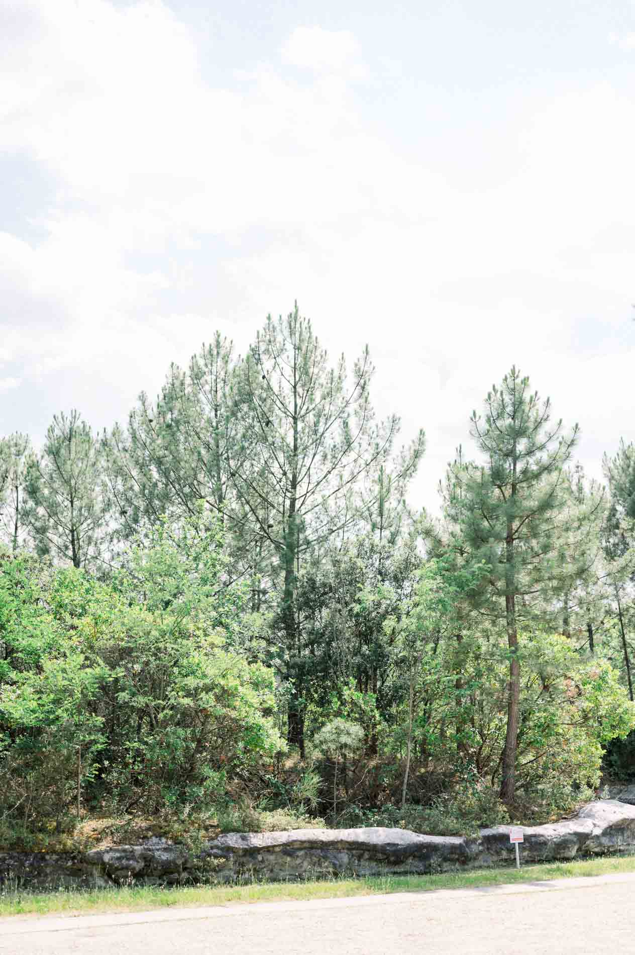 Pines and lush greenery at the Bordeaux botanical garden in summer