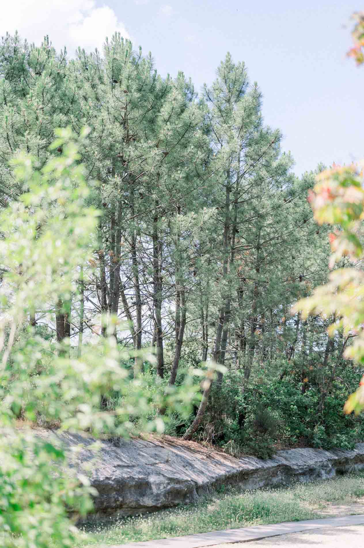 Grove of pines and flat rocks in the botanical garden