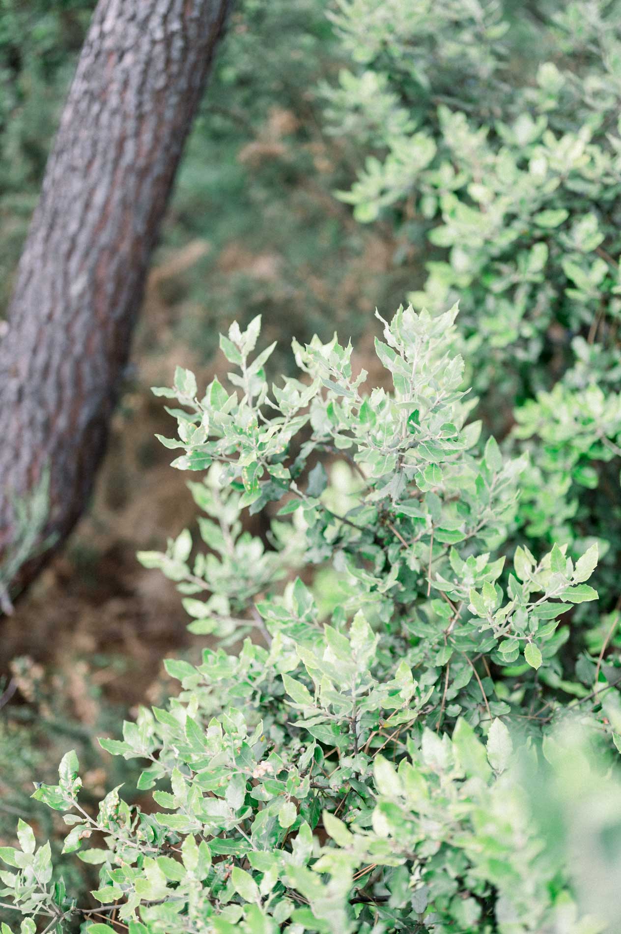 Green shrub foliage at the foot of a pine trunk
