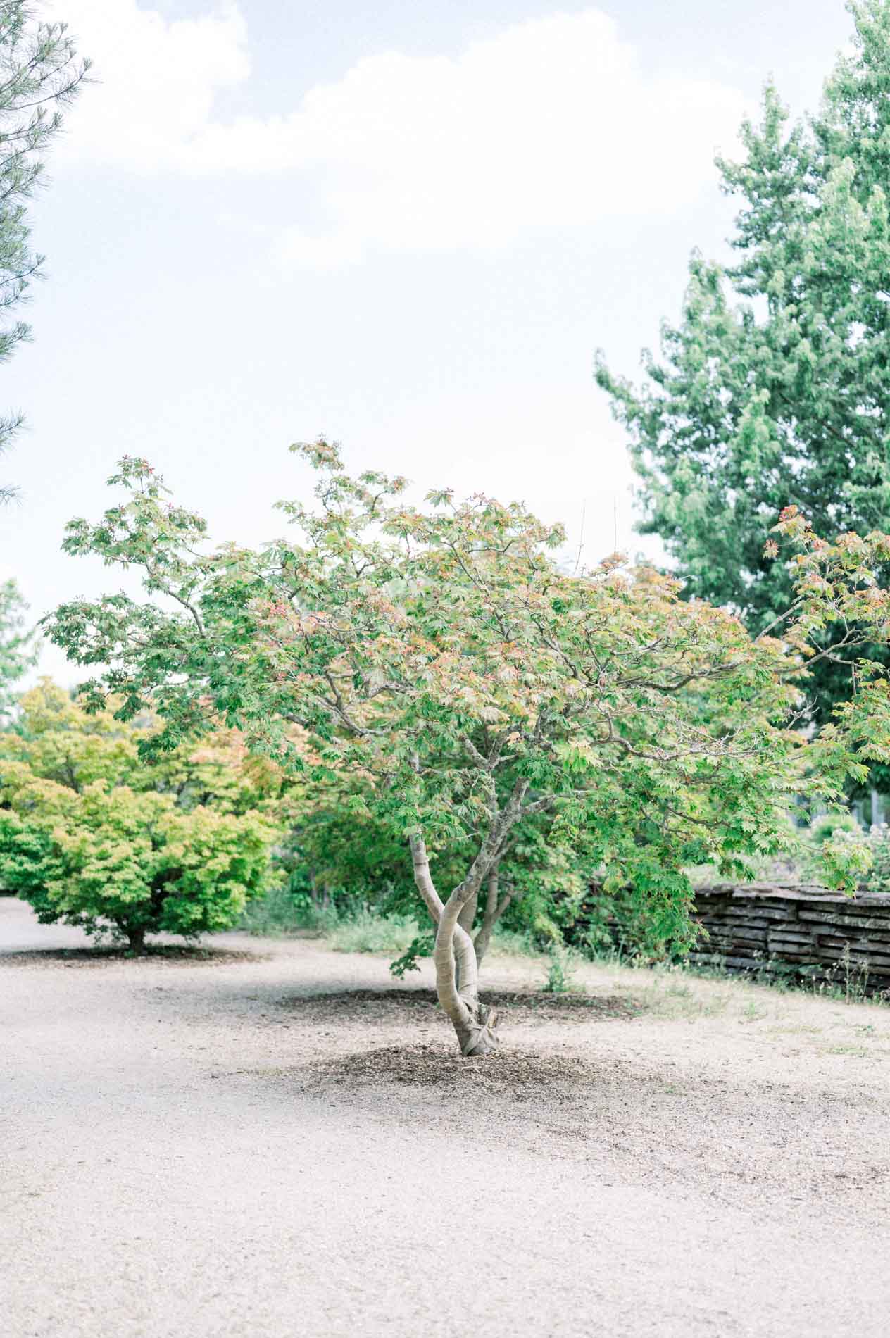 Young tree with dense foliage on a gravel path in the botanical garden