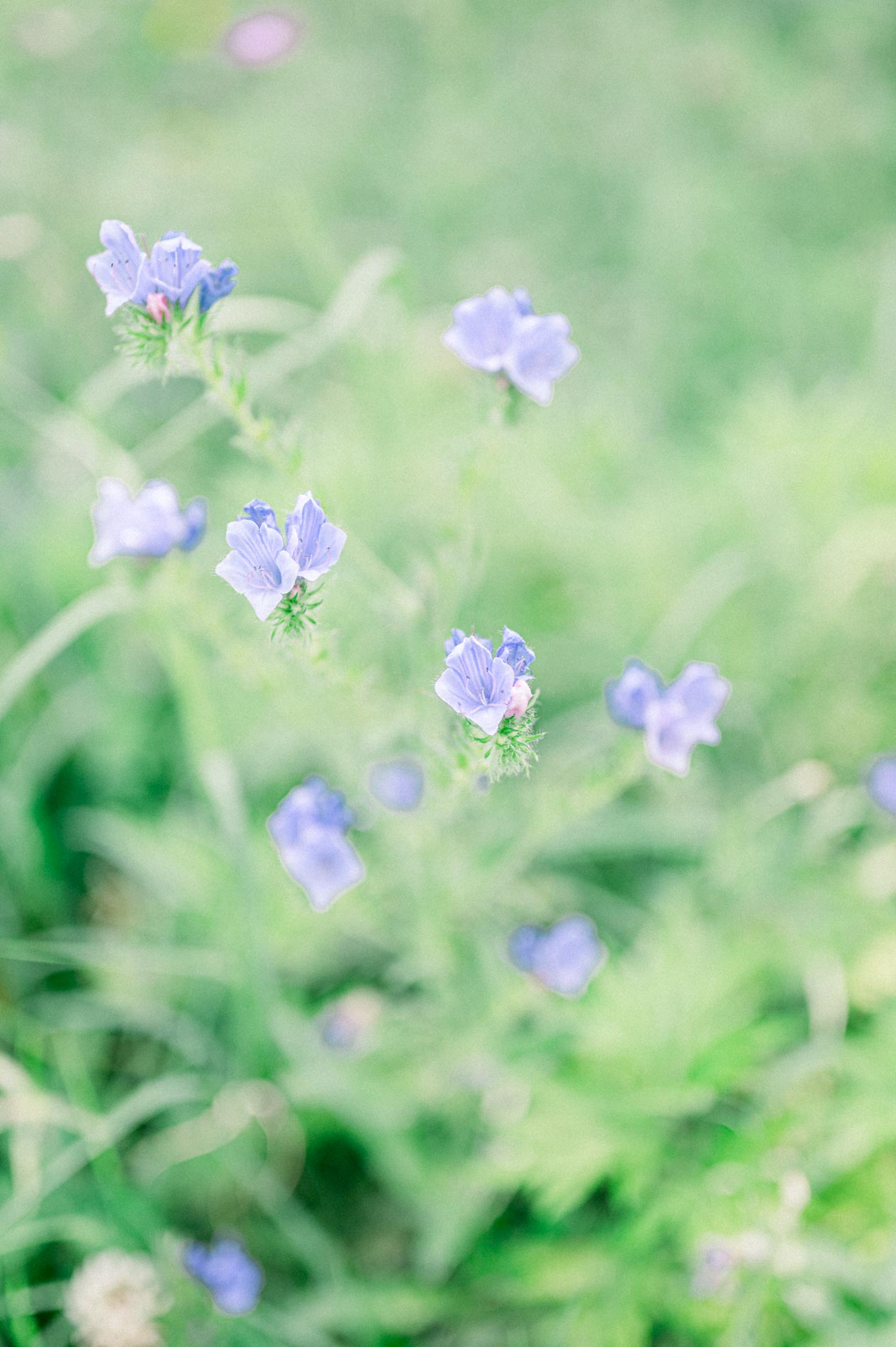 Close-up of small blue flowers in the Bordeaux botanical garden