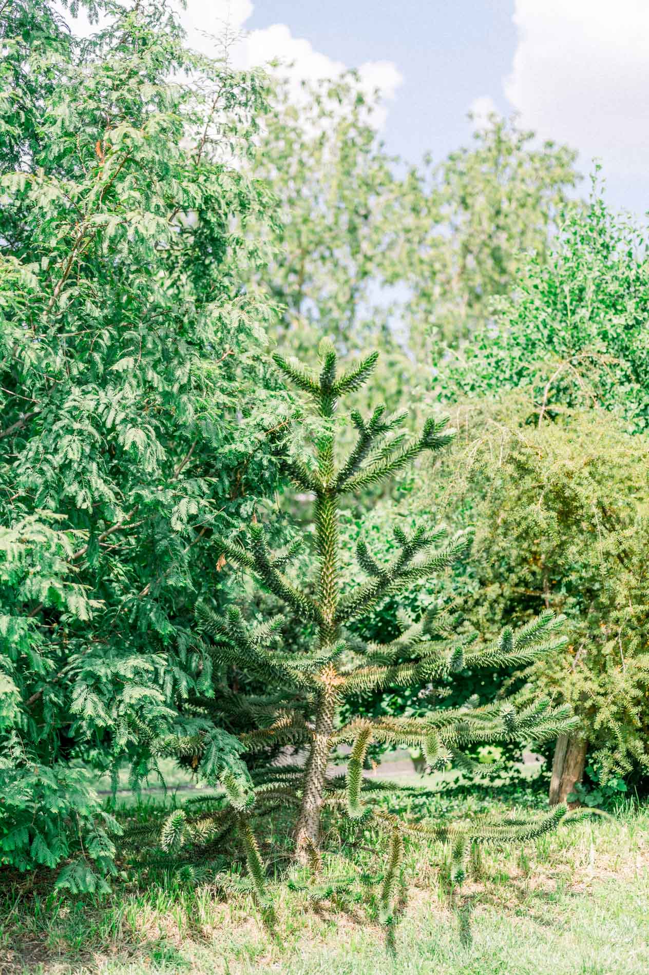 Monkey puzzle tree and broadleaf trees in the botanical garden in summer