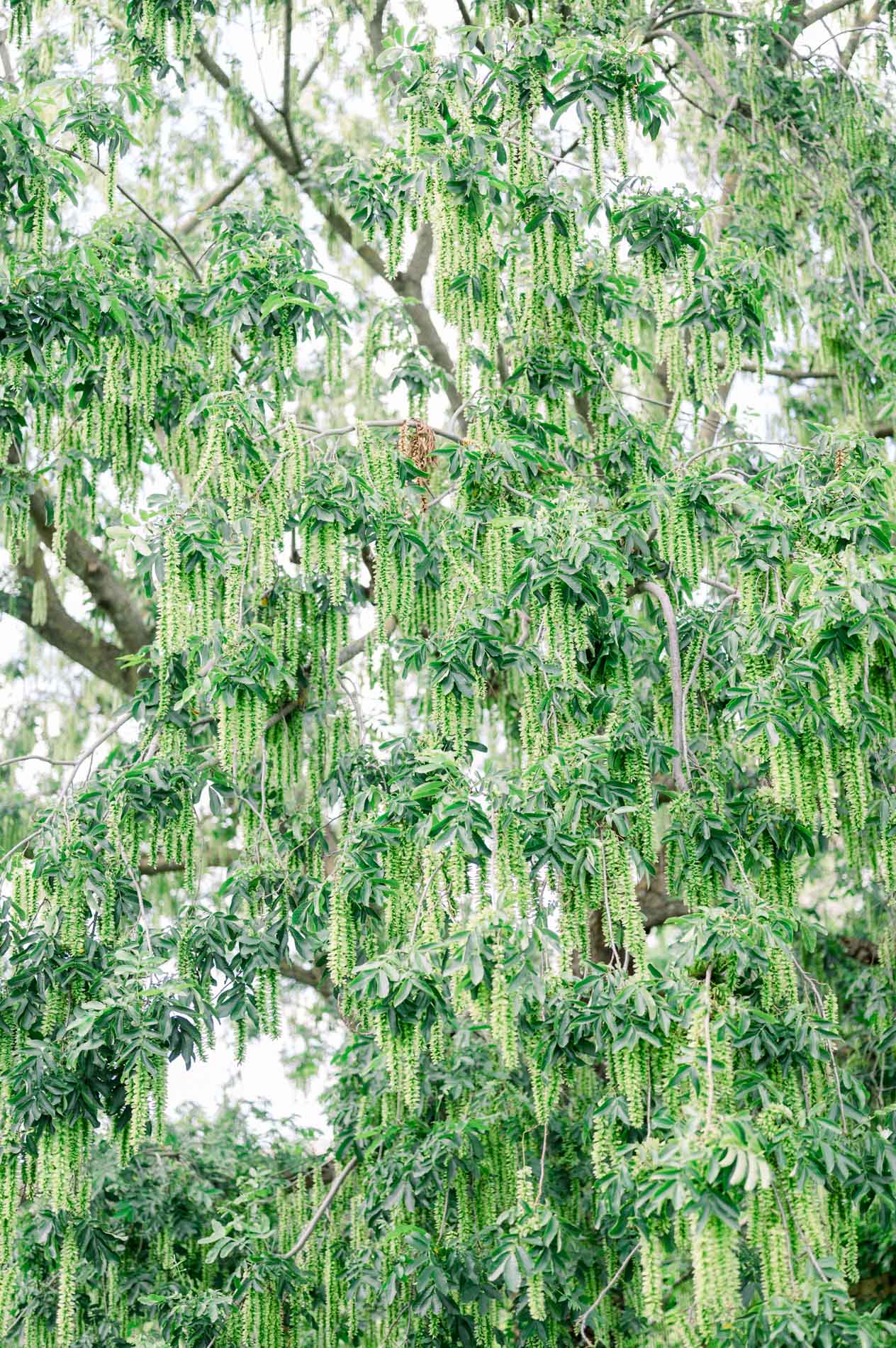 Drooping branches of a tree hung with long green catkins