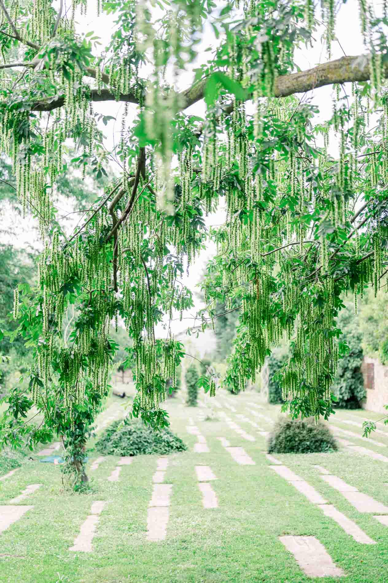 Tree with drooping branches over a lawn with stepping stones