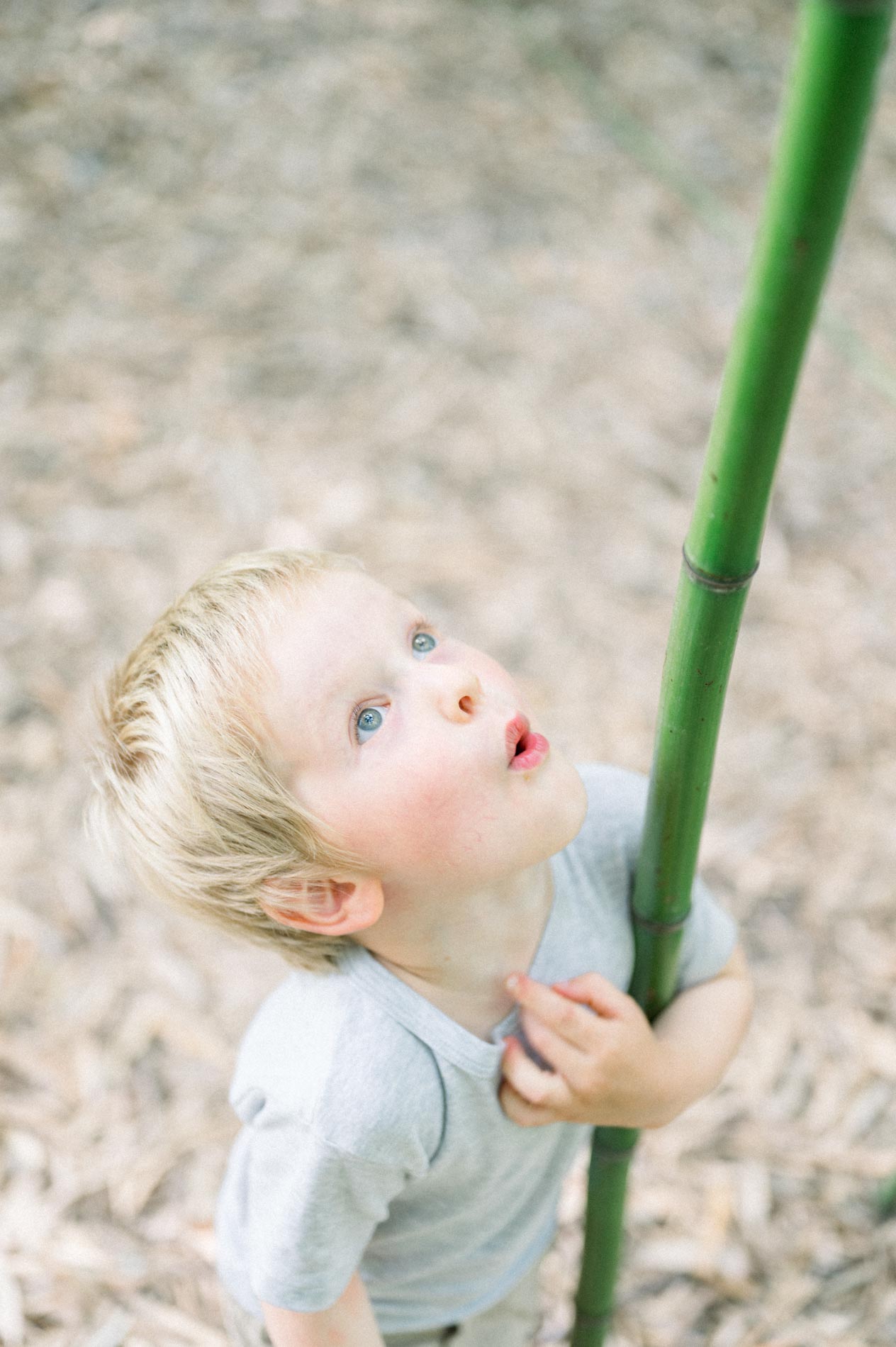 The little boy holding on to a bamboo stem and looking up