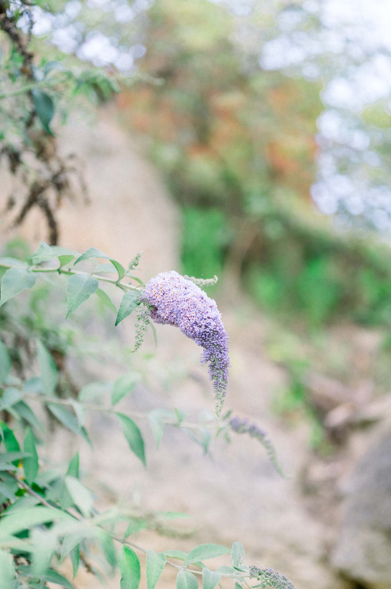 Mauve buddleia flower in front of a rocky bank in the botanical garden