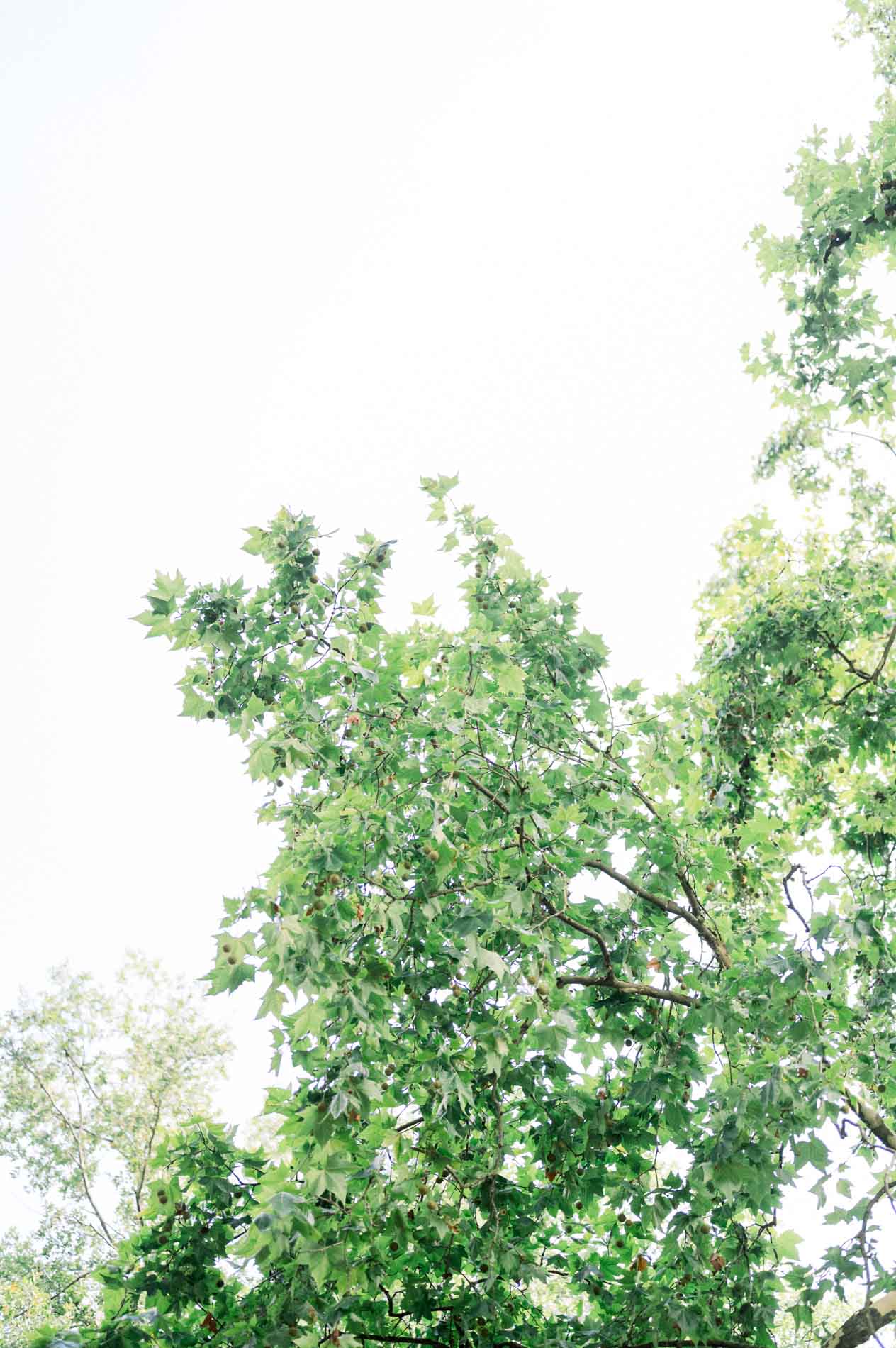 Green tree branch standing out against a pale sky