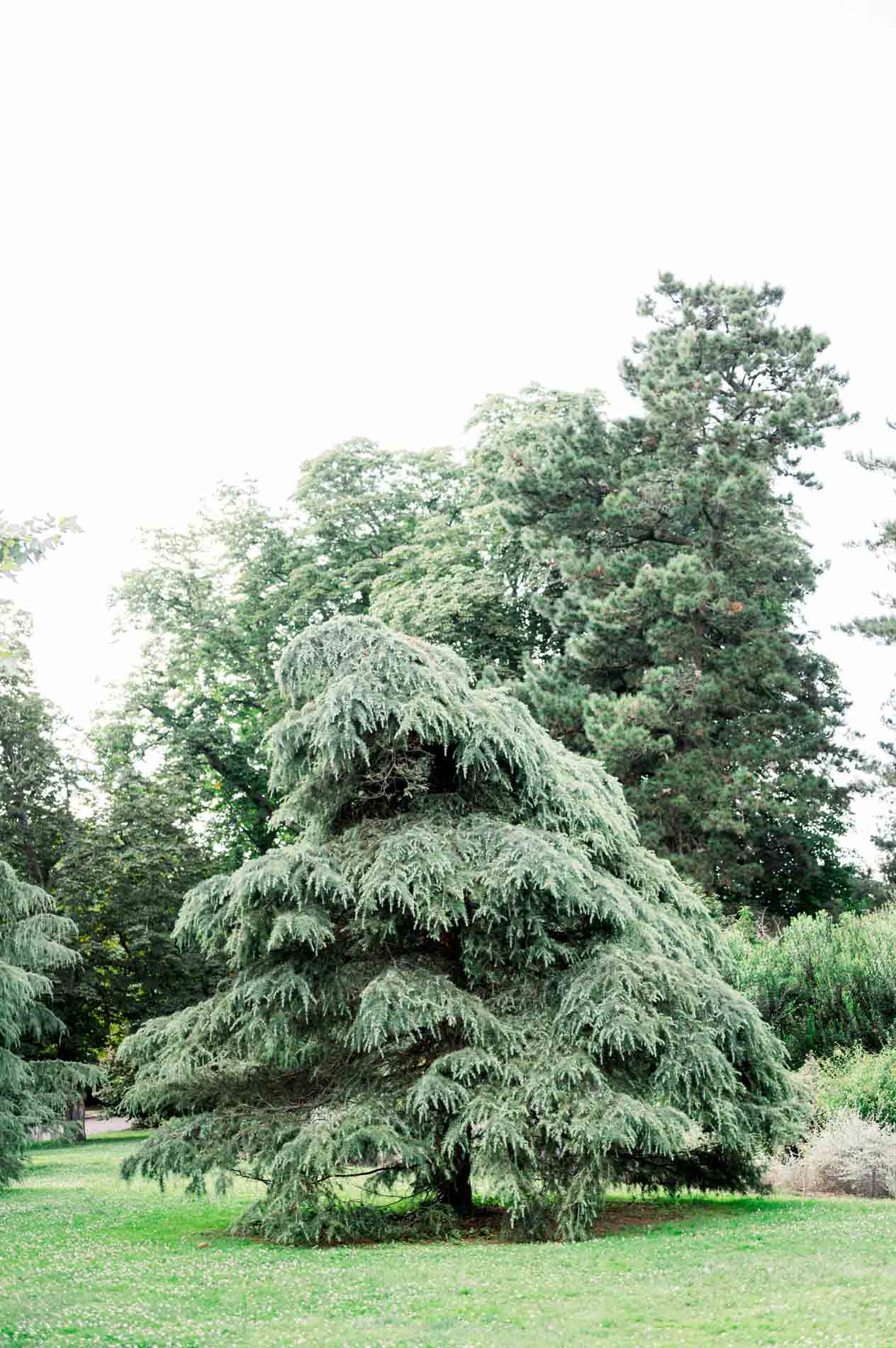 Large blue cedar on a lawn in the Parc Bordelais