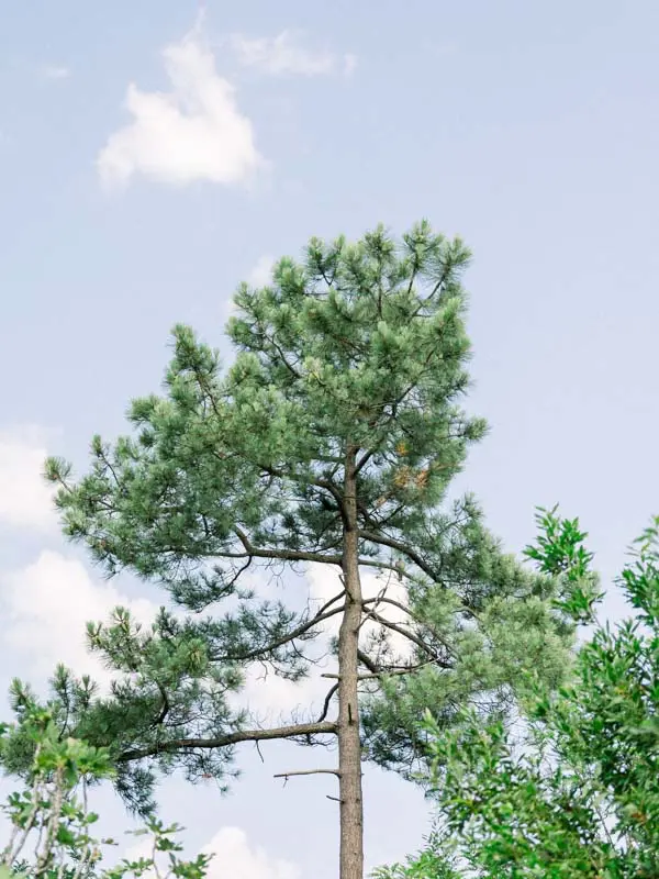 A tall maritime pine against the blue sky of Arcachon Bay