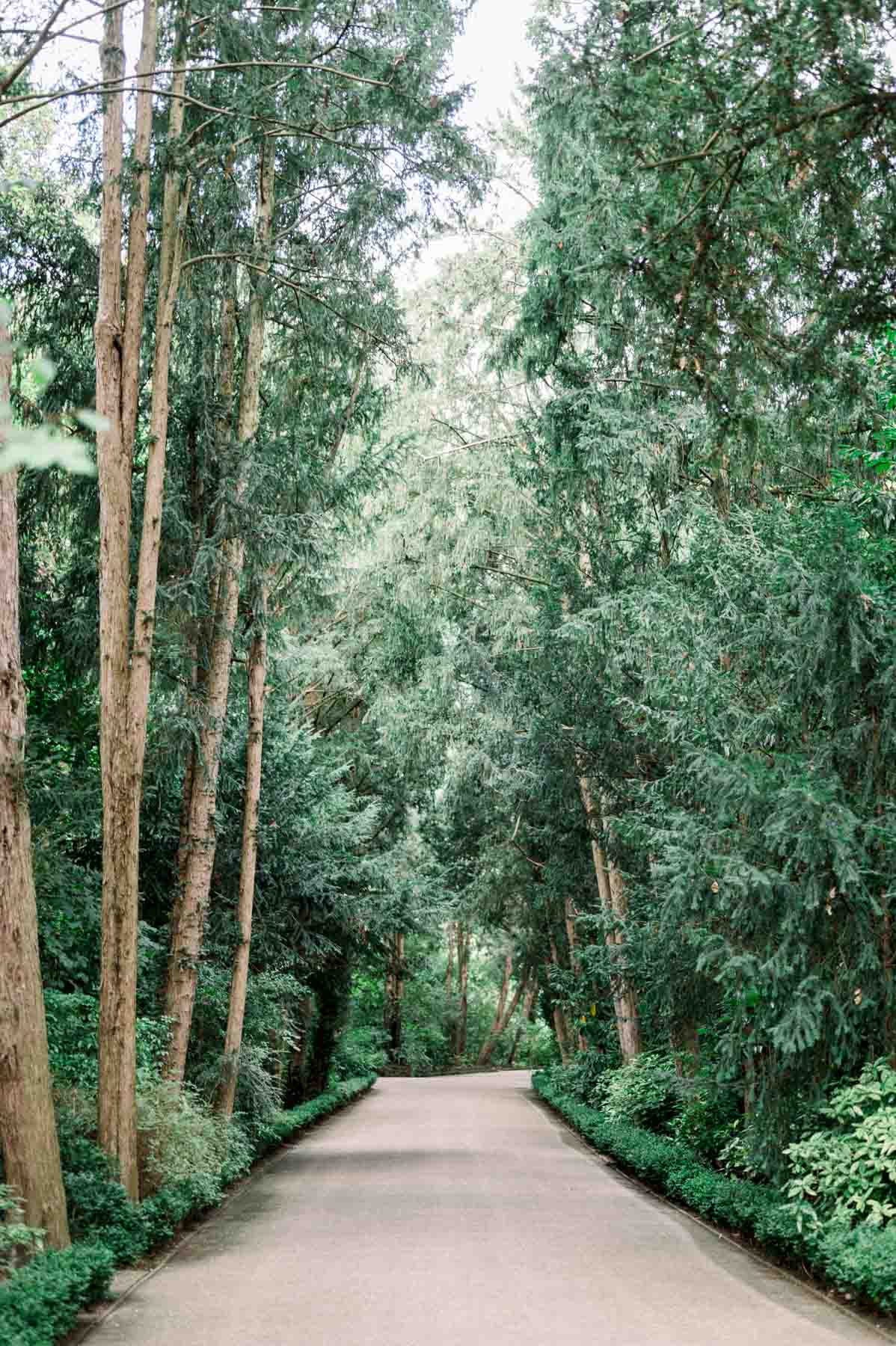 Tree-lined path in the Parc de Bagatelle in Paris on the wedding morning
