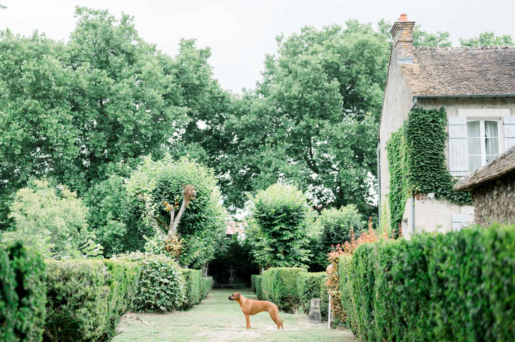 The mill garden and stone house the day after, a dog on the lawn