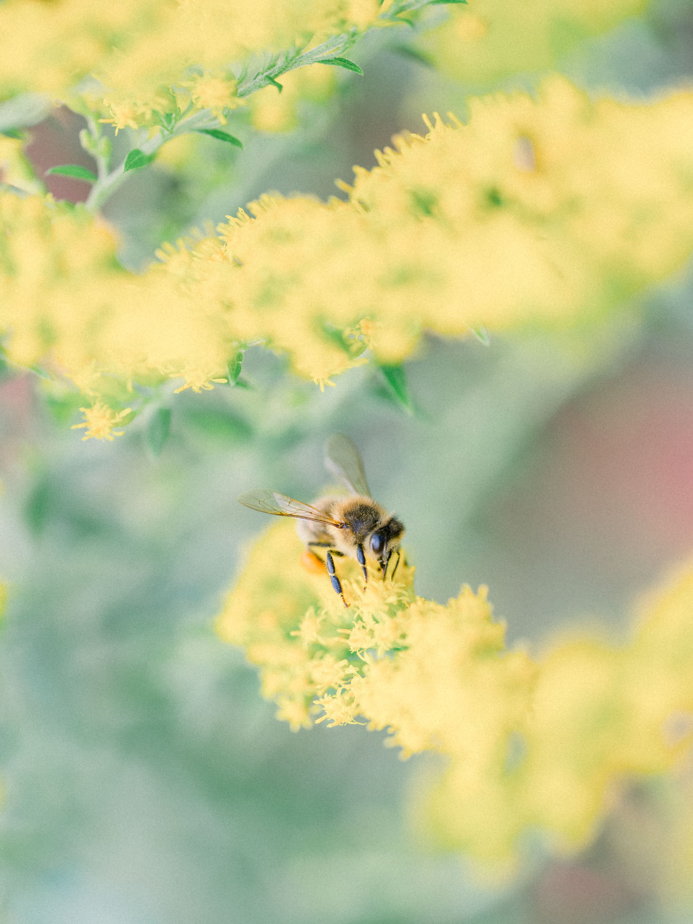 A bee gathering nectar from yellow flowers in the Moulin de Launoy garden