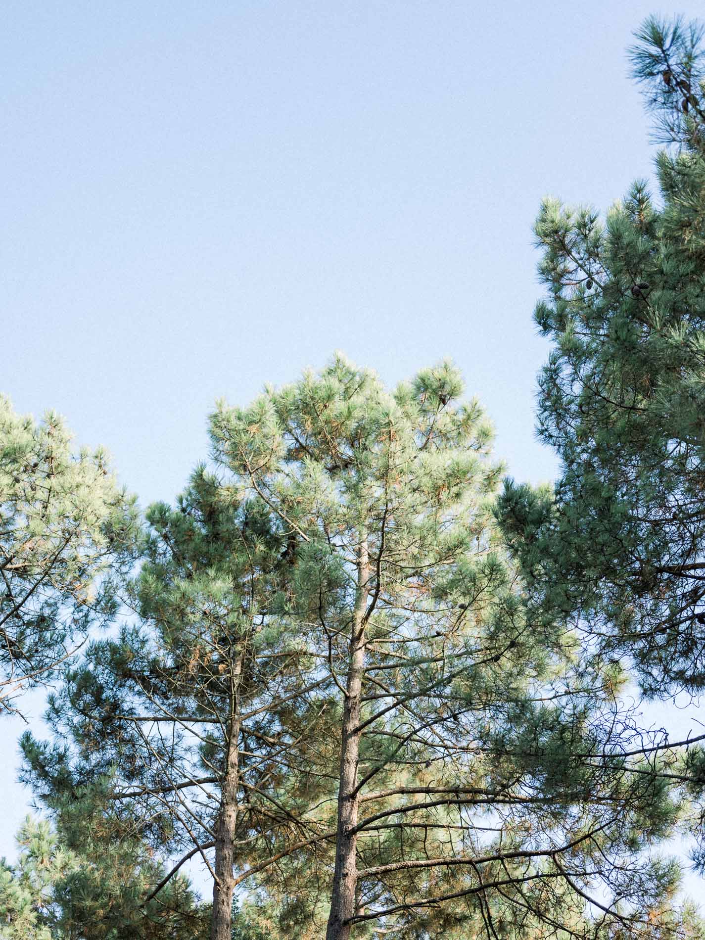 Maritime pines under a blue sky near the Dune du Pilat