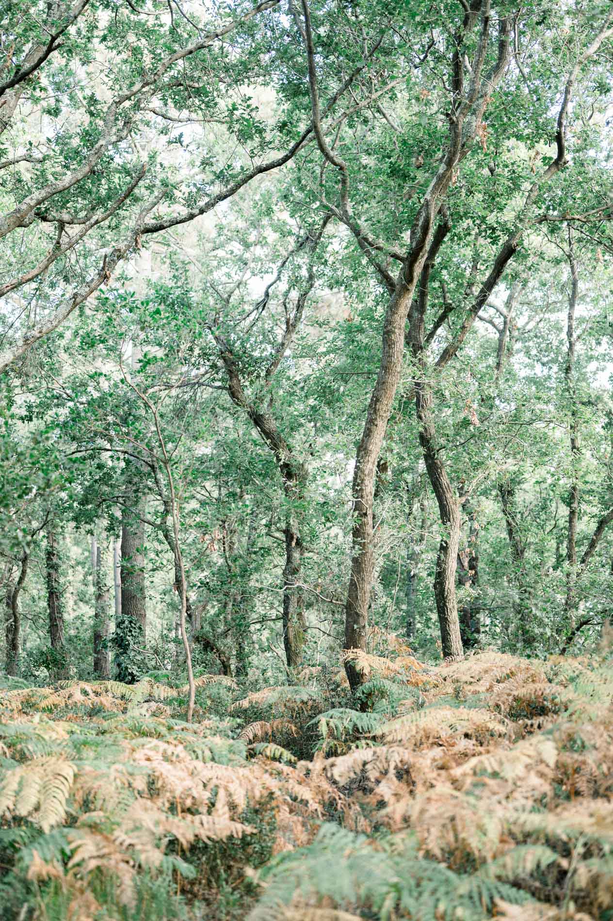 Woodland of oaks and golden ferns at the foot of the Dune du Pilat
