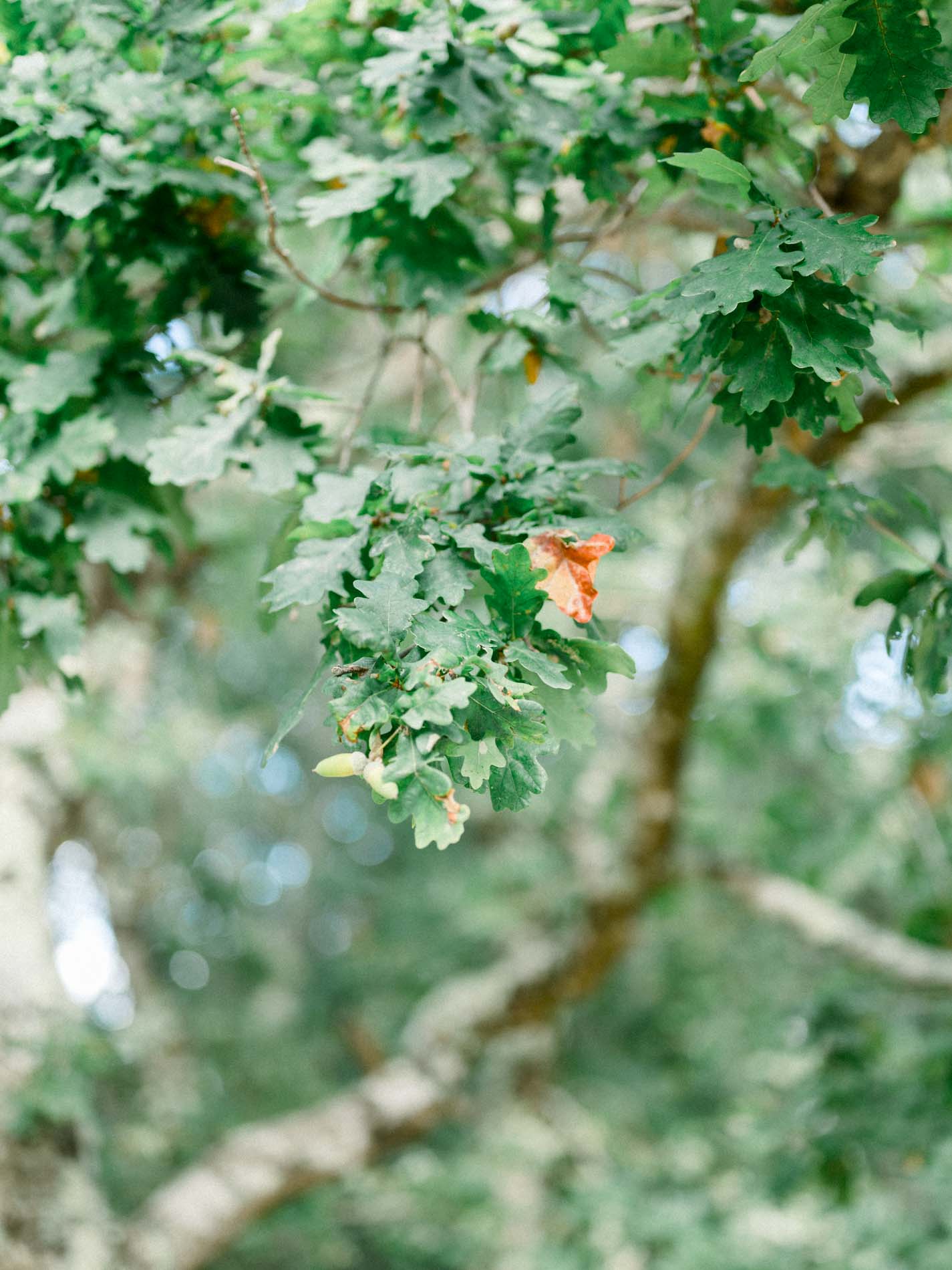Oak foliage showing the first autumn tints in the forest