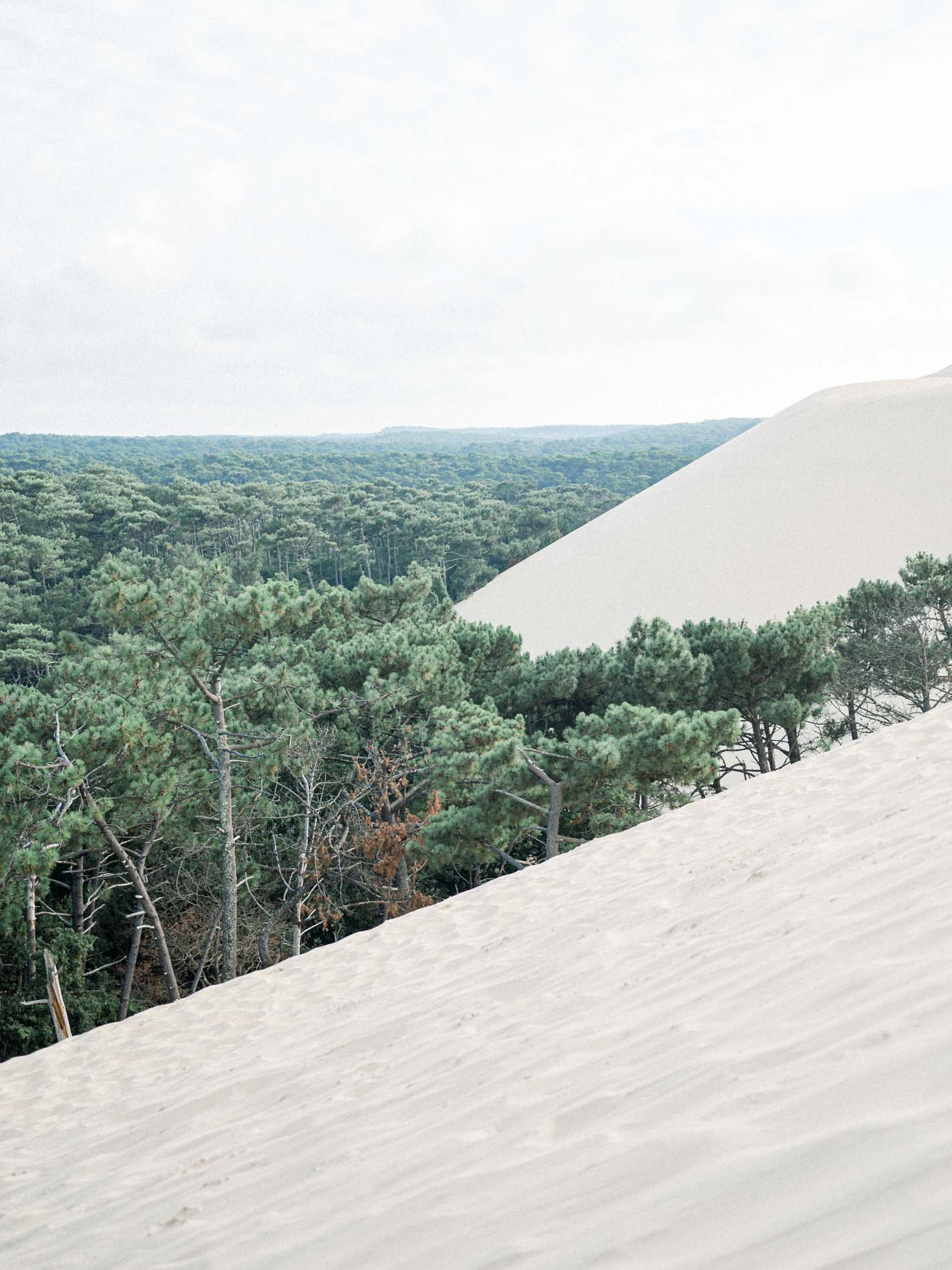 Sandy slope of the Dune du Pilat facing the pine forest