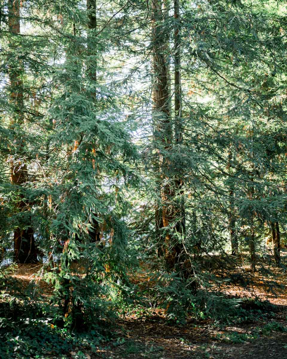 Tall conifers and shaded woodland in Parc Bordelais