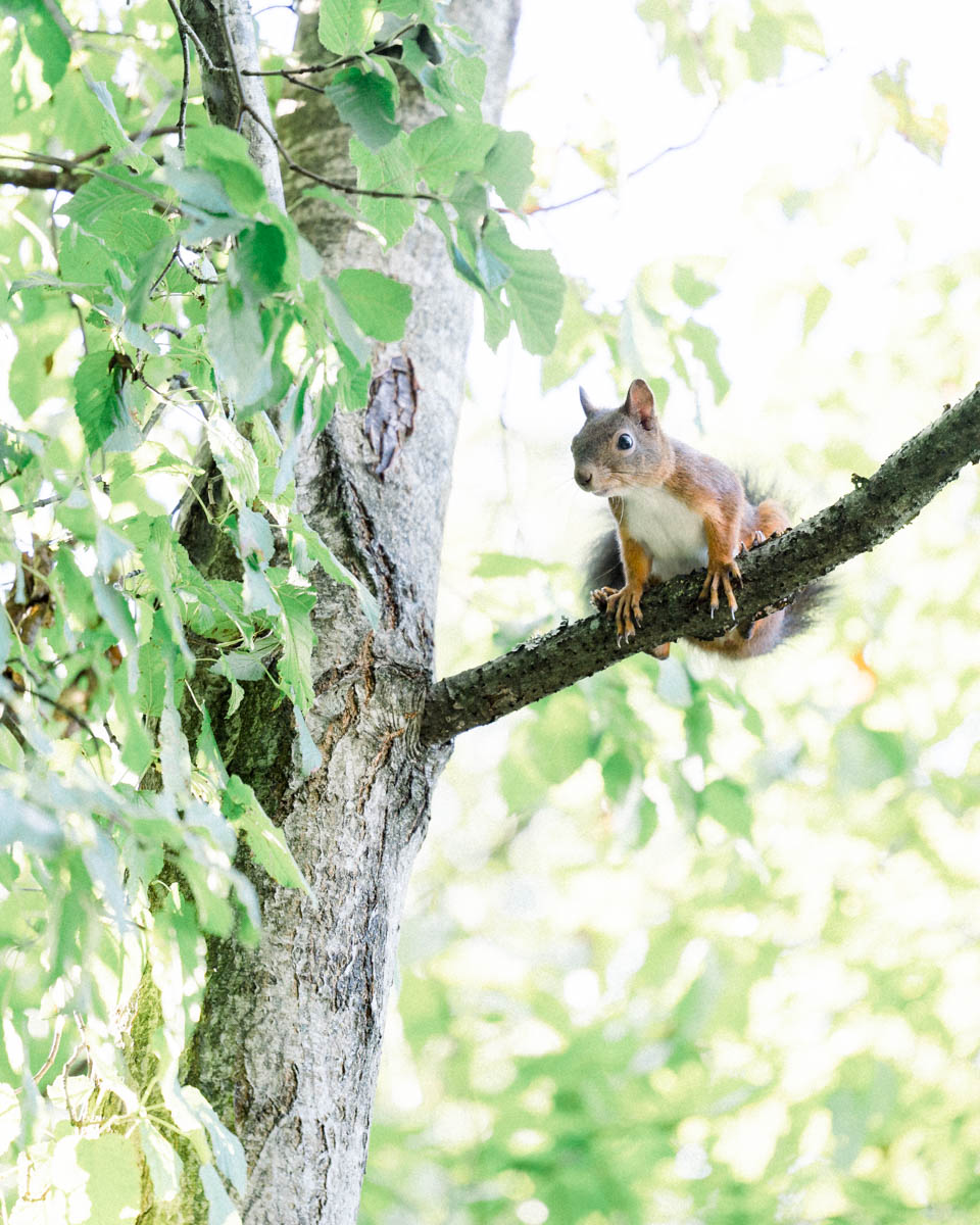 Red squirrel on a branch in a tree at Parc Bordelais