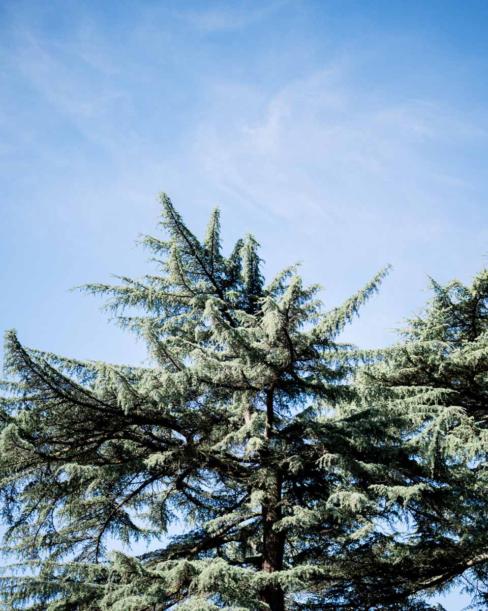 Top of a conifer standing out against the blue sky in the park