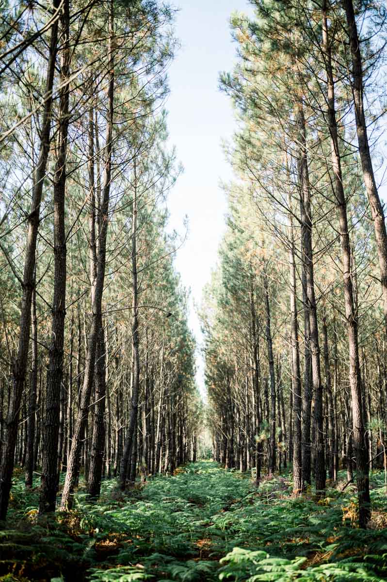 Avenue of tall pines and fern undergrowth in the Balizac forest