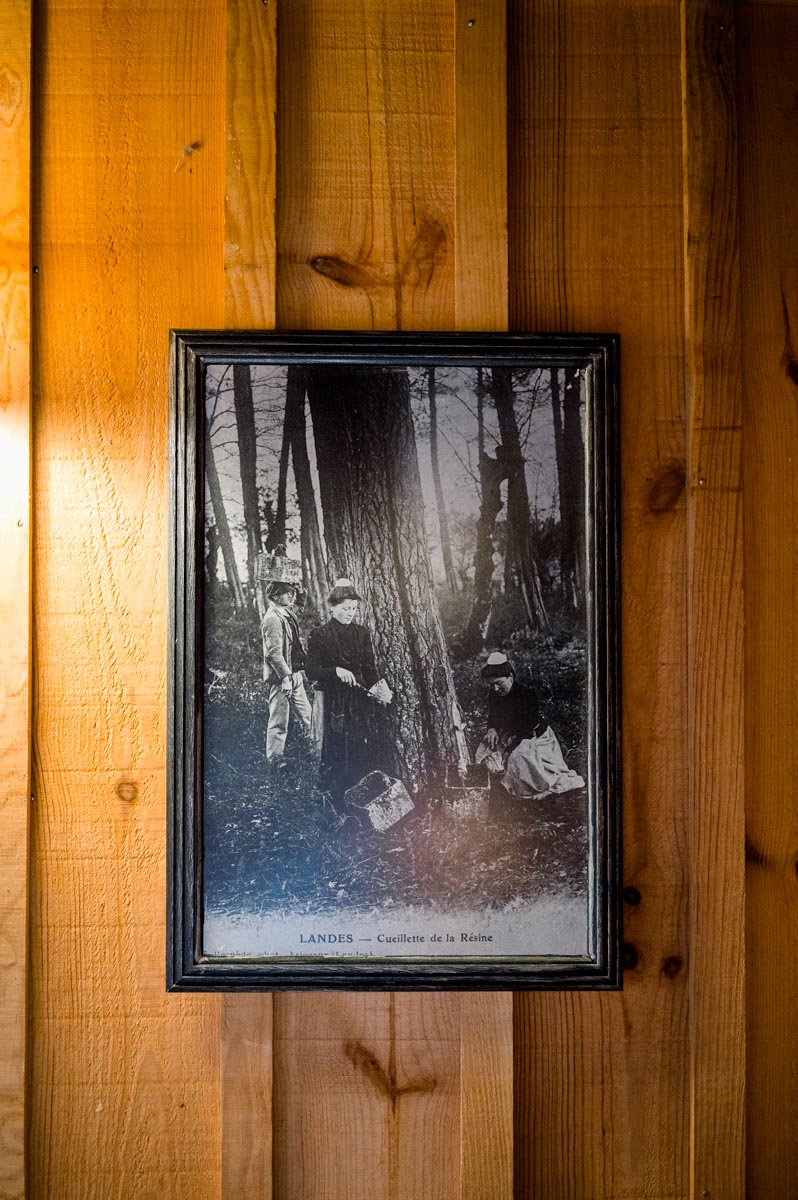 Old photograph of resin tappers framed on a wooden wall of the restaurant