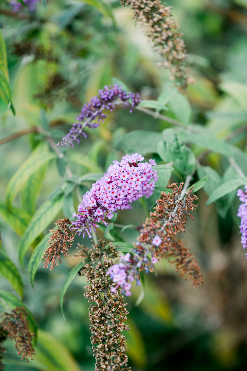 Mauve buddleia flowers in the garden at Le Résinier