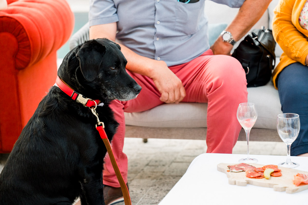 Black labrador with a red collar sitting among the drinks guests