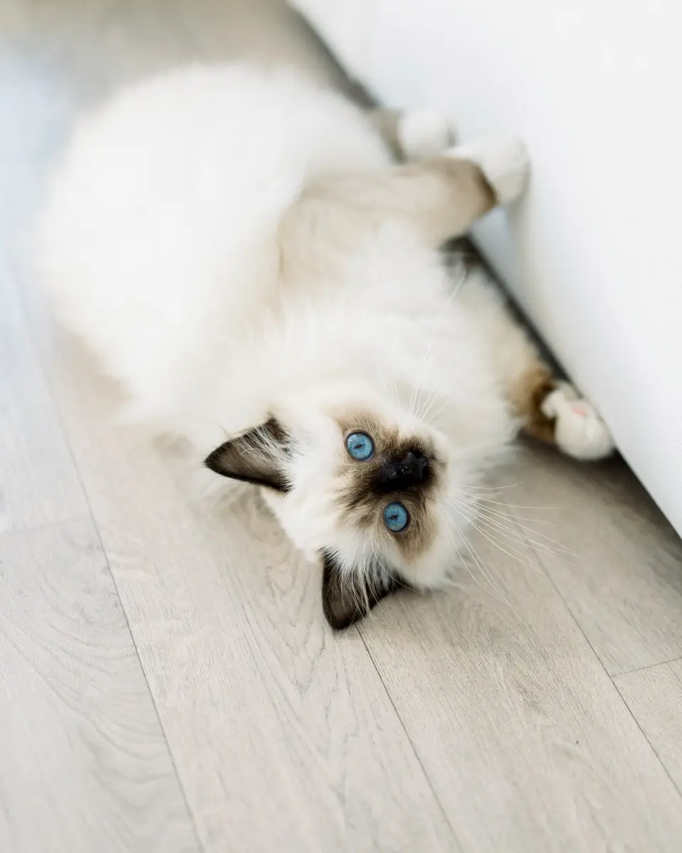 Seal point Birman cat lying on the wooden floor during the preparations
