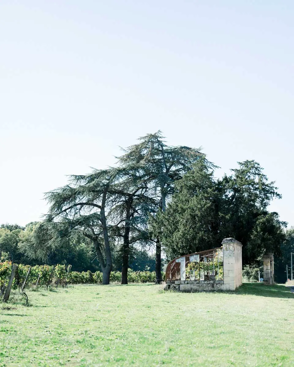 Cedar trees and vines in the grounds of Château Courtade-Dubuc